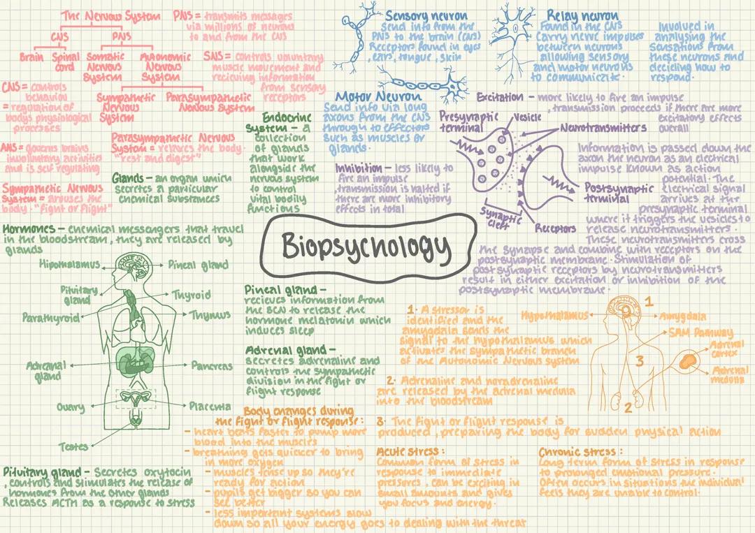 A Level AQA Biopsychology Content Mindmap