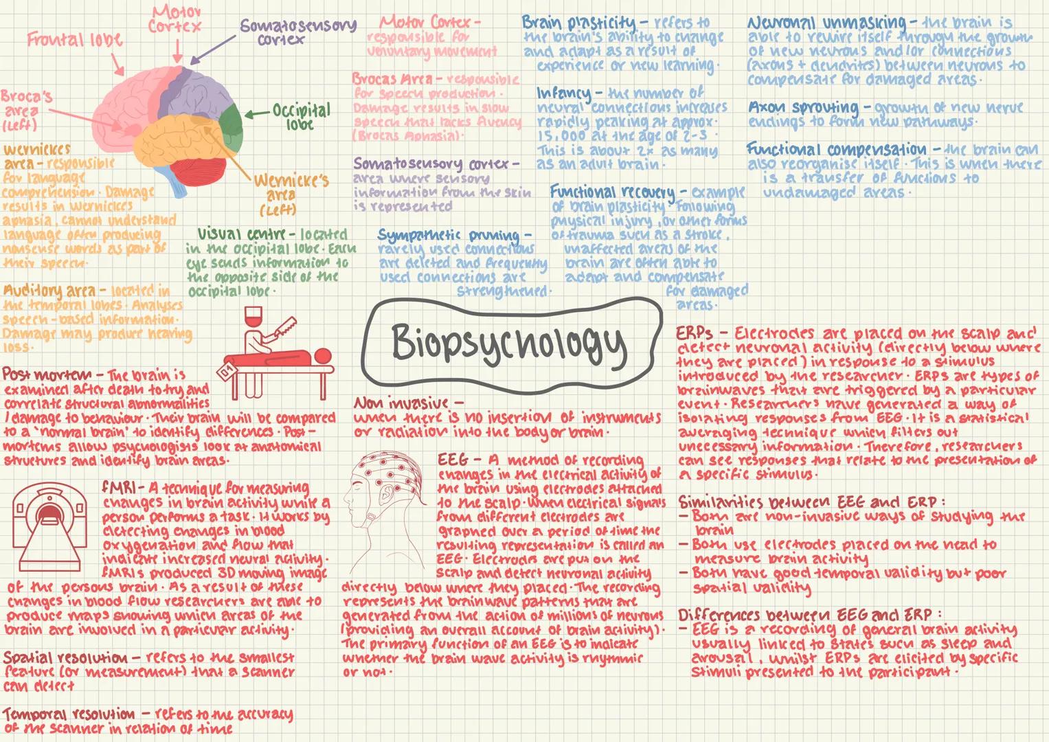 # The Nervous System
CNS = central nervous system
Brain
Spinal
cord
PNS = transmits messages via millions of neurons to and from the CNS
S