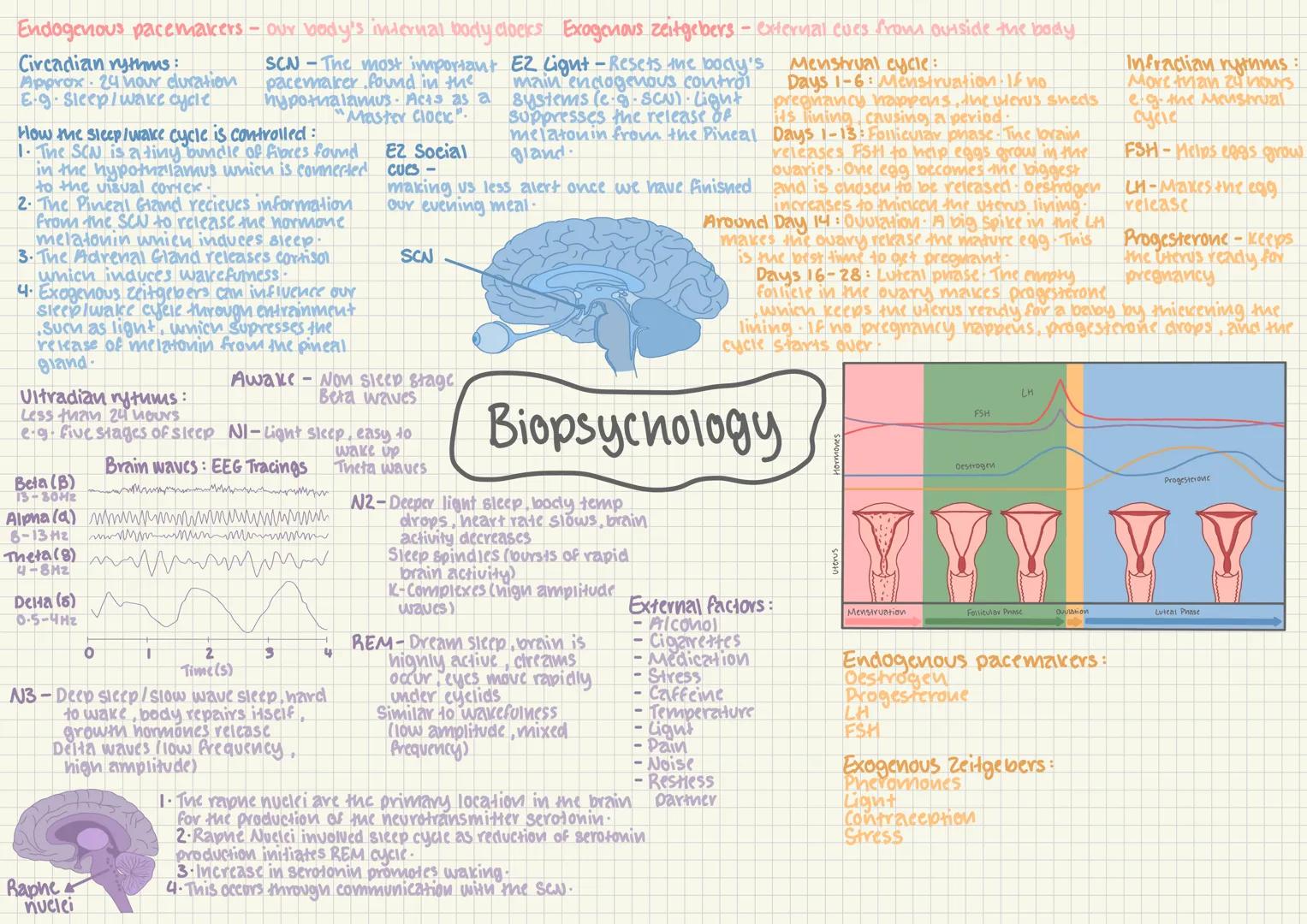 # The Nervous System
CNS = central nervous system
Brain
Spinal
cord
PNS = transmits messages via millions of neurons to and from the CNS
S