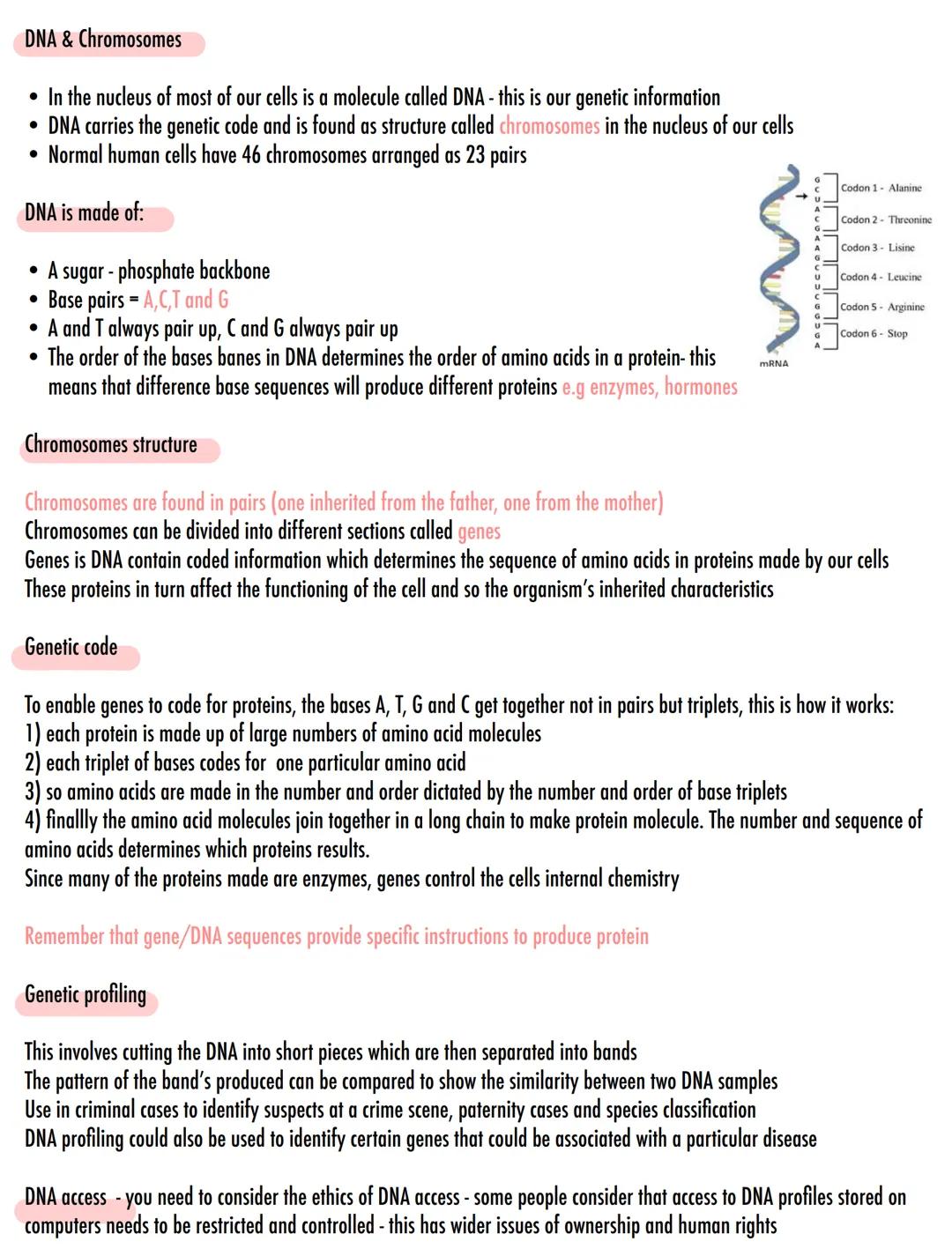 # DNA & Chromosomes
• In the nucleus of most of our cells is a molecule called DNA - this is our genetic information
• DNA carries the gene