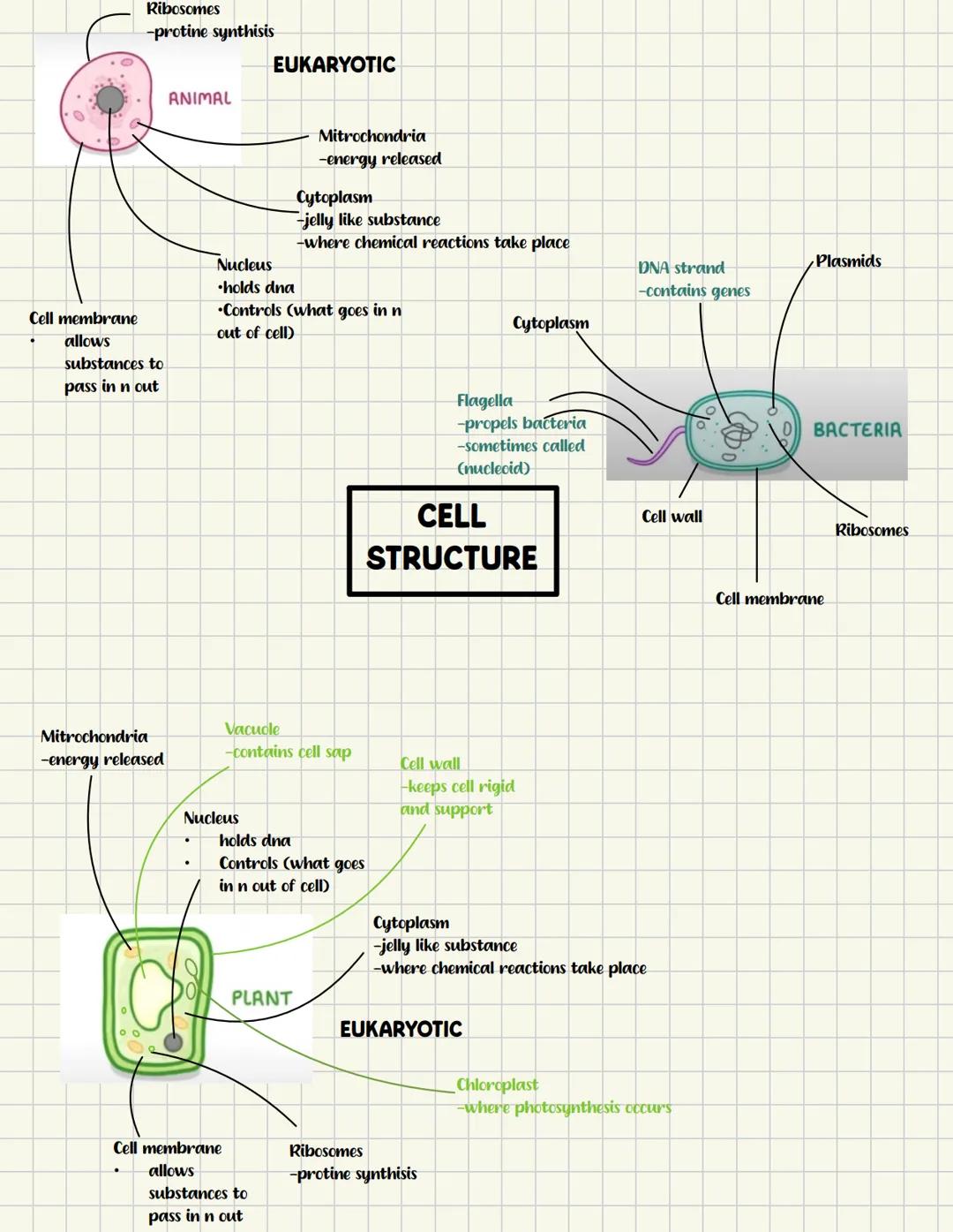 Ribosomes
-protine synthisis
EUKARYOTIC
Cell membrane
allows
substances to
pass in n out
ANIMAL
Mitrochondria
-energy released
Cytoplasm
-je