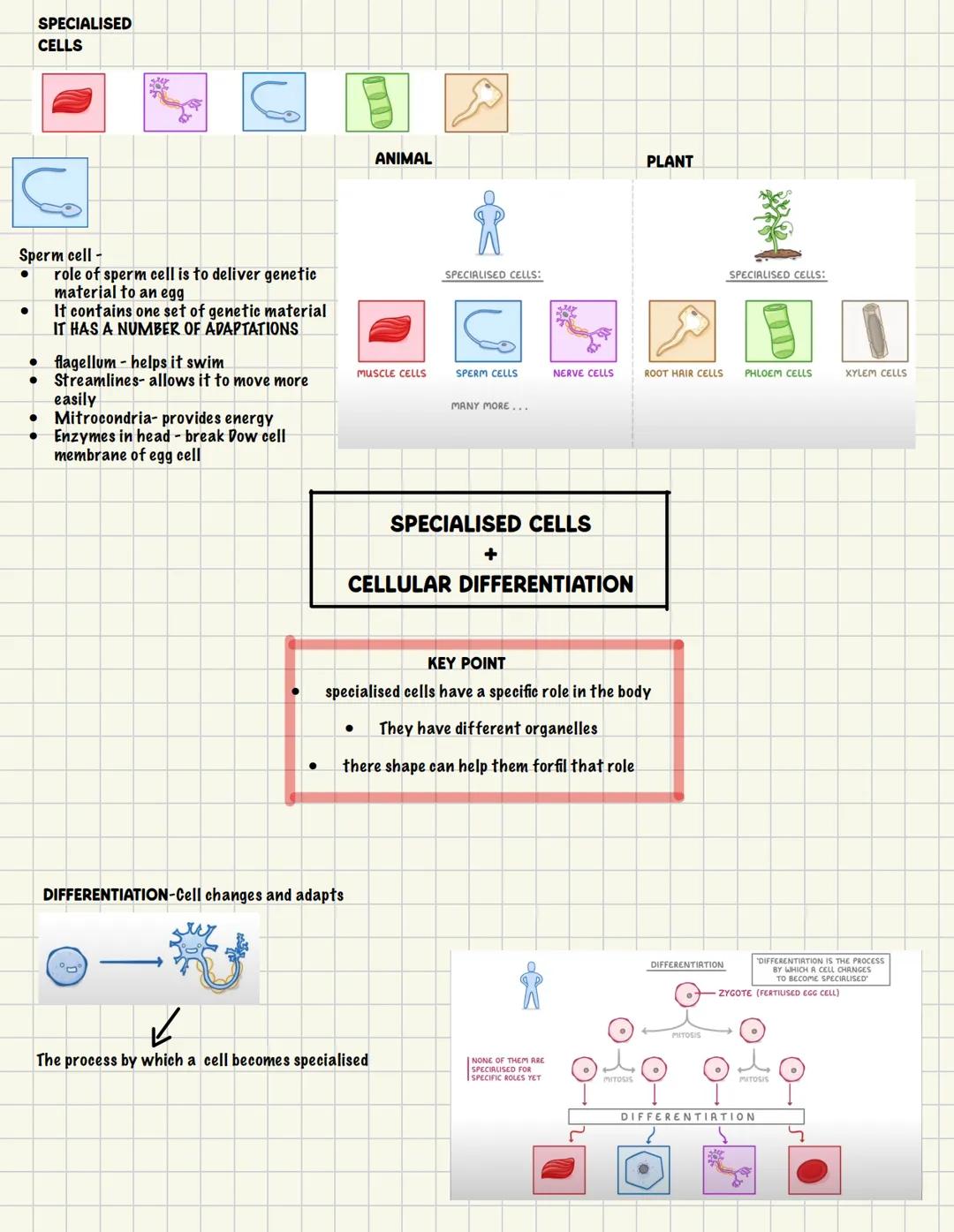 Ribosomes
-protine synthisis
EUKARYOTIC
Cell membrane
allows
substances to
pass in n out
ANIMAL
Mitrochondria
-energy released
Cytoplasm
-je