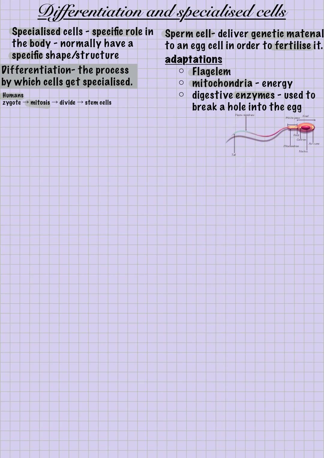 --- OCR Start ---
Pupil
Iris
Human Eye Anatomy
Biology - Eye
Ciliary
Sclera
Choroid
Retina
Fovea centralis
Optic disc
(blind spot)
Blood
ves