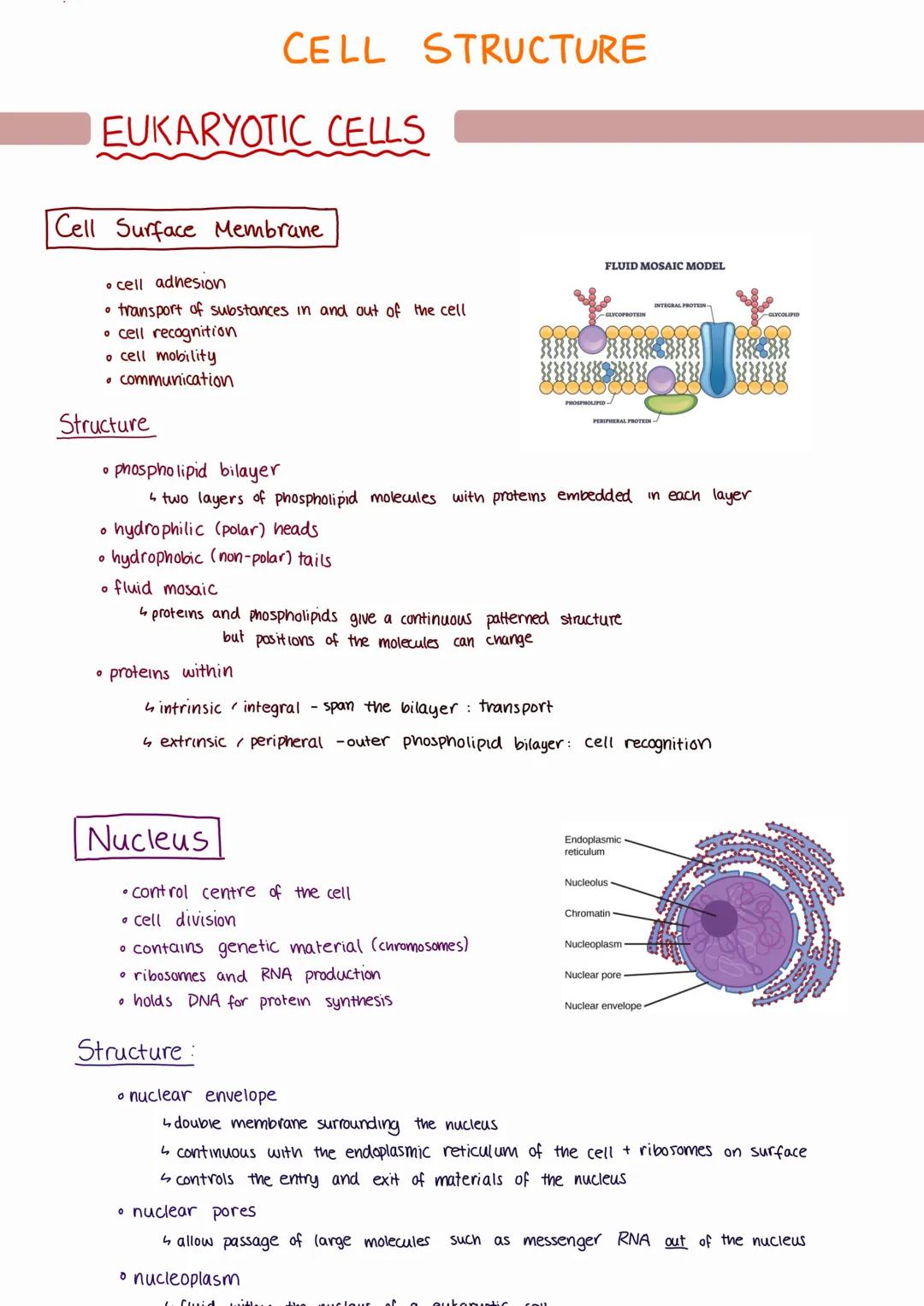 --- OCR Start ---
CELL STRUCTURE
EUKARYOTIC CELLS
Cell Surface Membrane
• cell adhesion
transport of substances in and out of the cell
cell