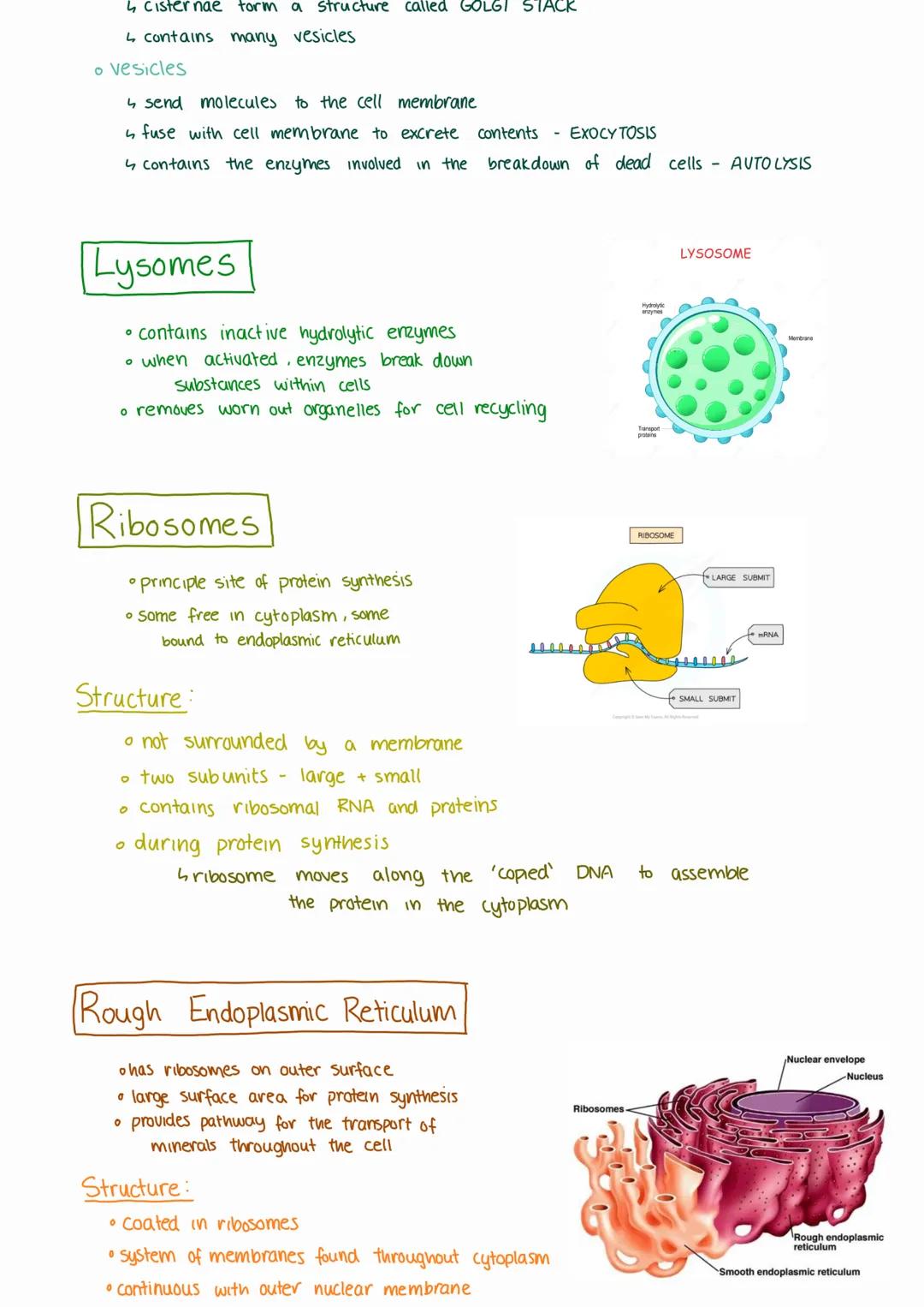 --- OCR Start ---
CELL STRUCTURE
EUKARYOTIC CELLS
Cell Surface Membrane
• cell adhesion
transport of substances in and out of the cell
cell