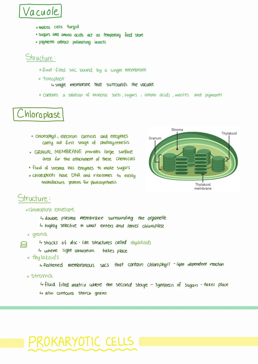 --- OCR Start ---
CELL STRUCTURE
EUKARYOTIC CELLS
Cell Surface Membrane
• cell adhesion
transport of substances in and out of the cell
cell