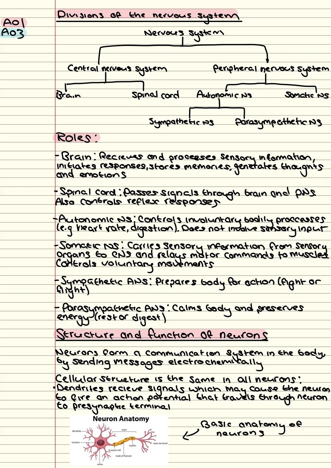 A level psychology entire biopsych notes