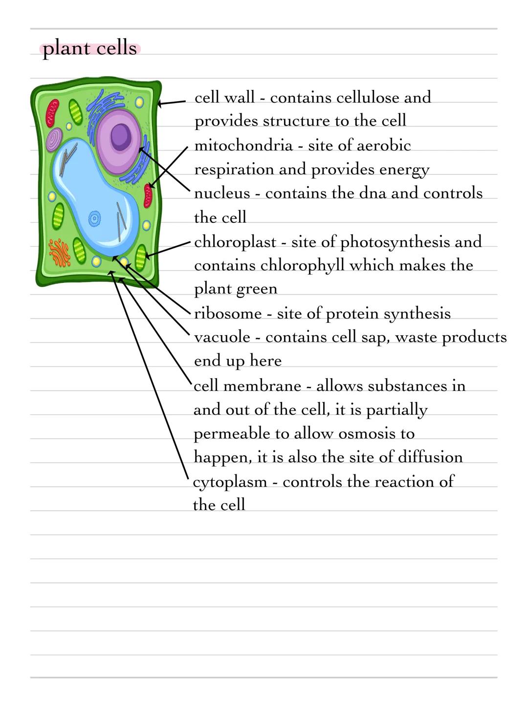 + science
topic b1 - cell biology
cells
prokaryotes and eukaryotes
animal and plant cells are both examples of eukaryotic cells.
they are mo