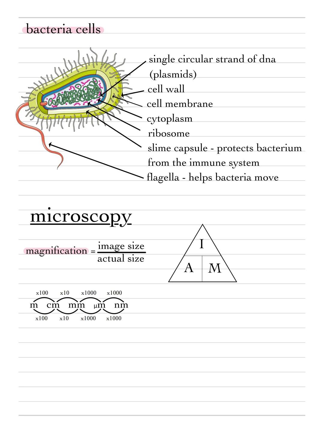 + science
topic b1 - cell biology
cells
prokaryotes and eukaryotes
animal and plant cells are both examples of eukaryotic cells.
they are mo