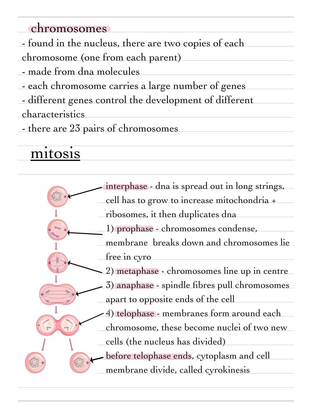 + science
topic b1 - cell biology
cells
prokaryotes and eukaryotes
animal and plant cells are both examples of eukaryotic cells.
they are mo