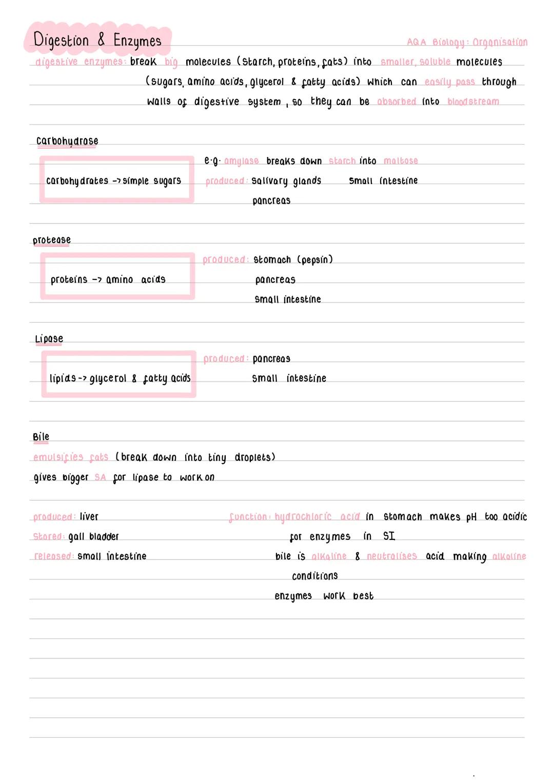 Digestion & Enzymes
AQA Biology: Organisation
digestive enzymes: break big molecules (Starch, proteins, fats) into smaller, soluble molecule