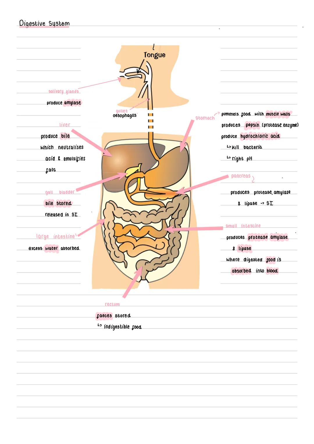 Digestion & Enzymes
AQA Biology: Organisation
digestive enzymes: break big molecules (Starch, proteins, fats) into smaller, soluble molecule