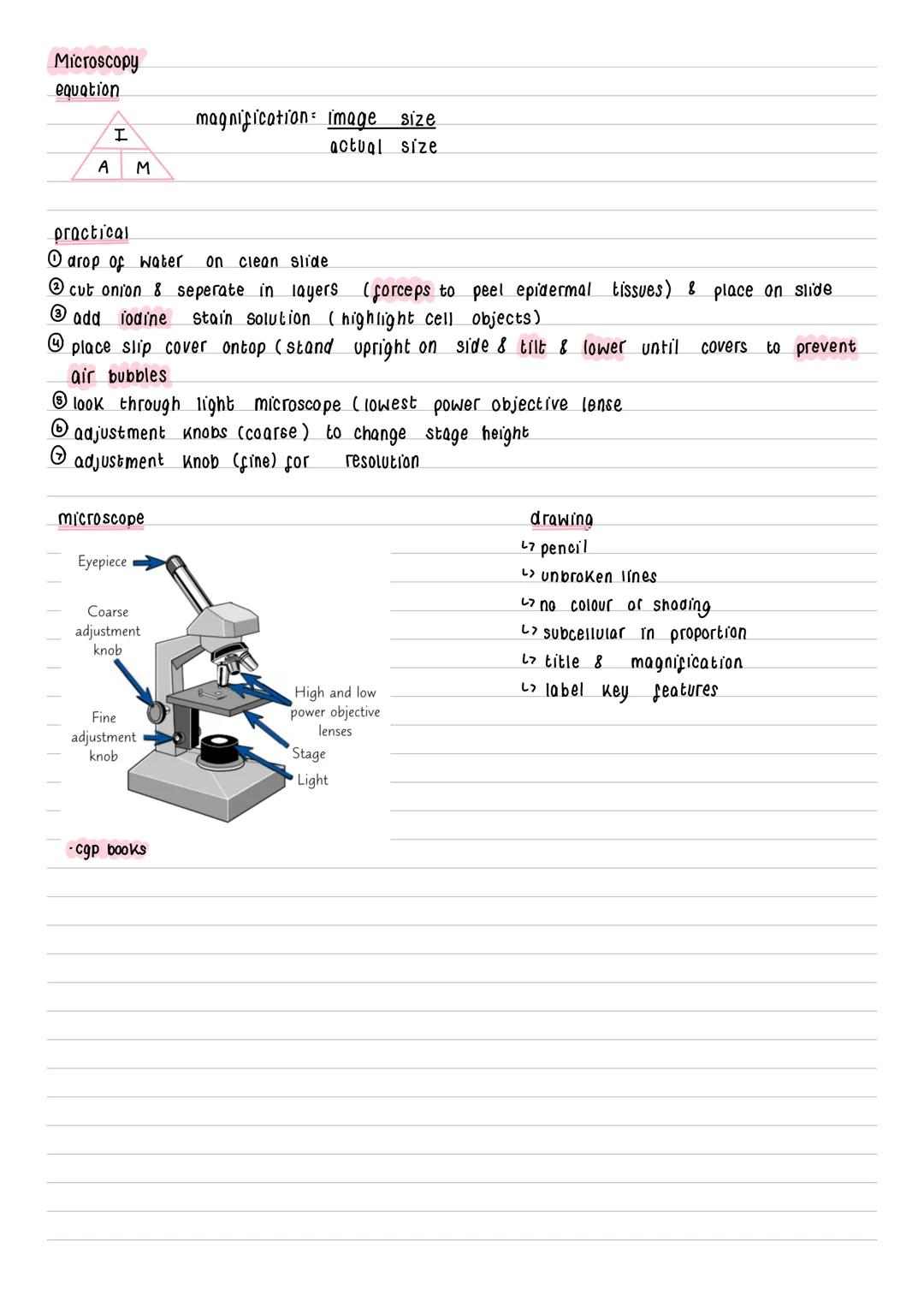 Microscopy
equation
I
AM
magnification: image size
actual size
practical
1 drop of water on clean slide
2 cut onion & seperate in layers (fo
