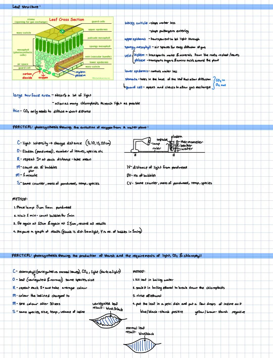 SECTION 6:
PLANT NUTRITIOU
Photosynthesis:
Wiki Lagoudaki
carbon dioxide + water
6COโ + 6HโO
light glucose + oxygen
chlorophyll CโHโโOโ + 6O
