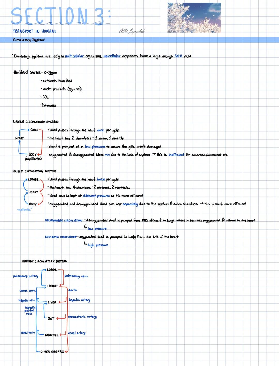 SECTION 3:
TRANSPORT IN HUMANS
Circulatory System
Wiki Lagondaki
"Circulatory systems are only in multicellular organisms, unicellular organ