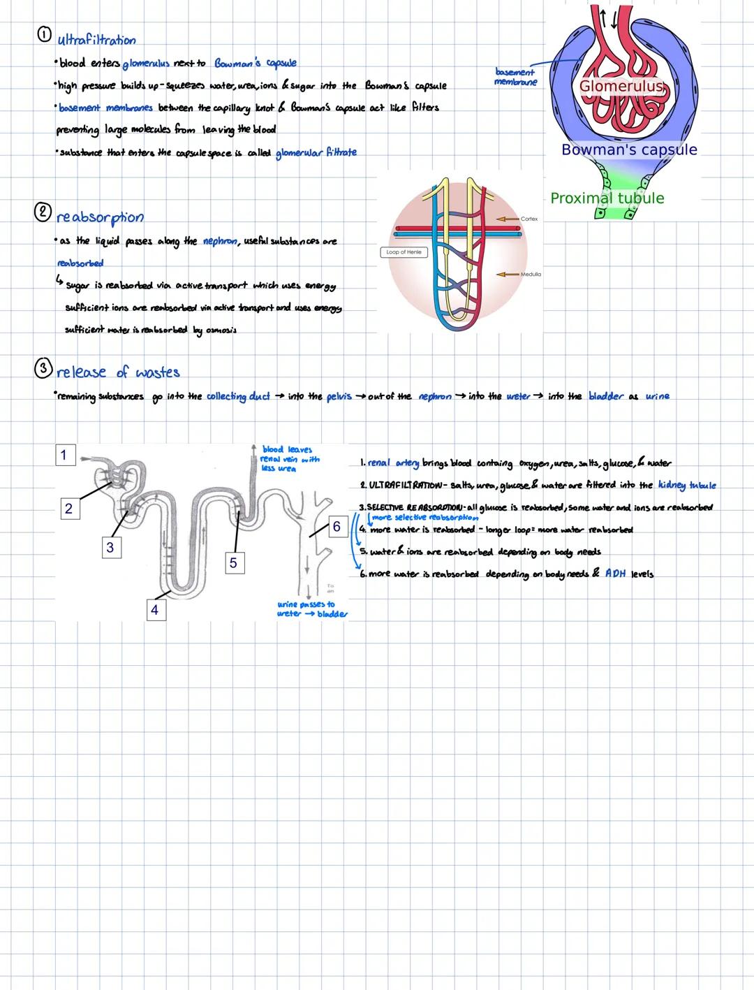 SECTION 6:
HUMAN EXCRETION
Excretion:
Wiki Lagoudaki
Excretion-removal of the waste products of cells.
oo removal of faeces is NOT
excretion