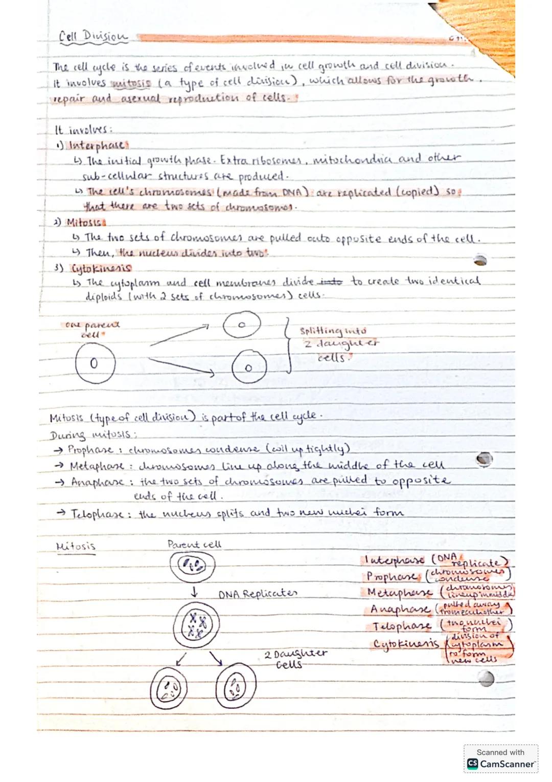 ## Stem Cells
coth Nov 24
Stem cells are undifferentiated cells that have not yet specialised to
performe a specific function. They can crea