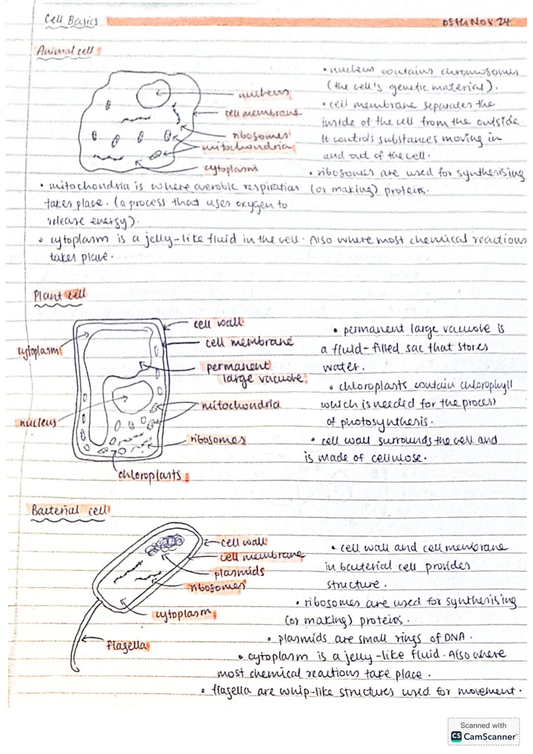 ## Stem Cells
coth Nov 24
Stem cells are undifferentiated cells that have not yet specialised to
performe a specific function. They can crea