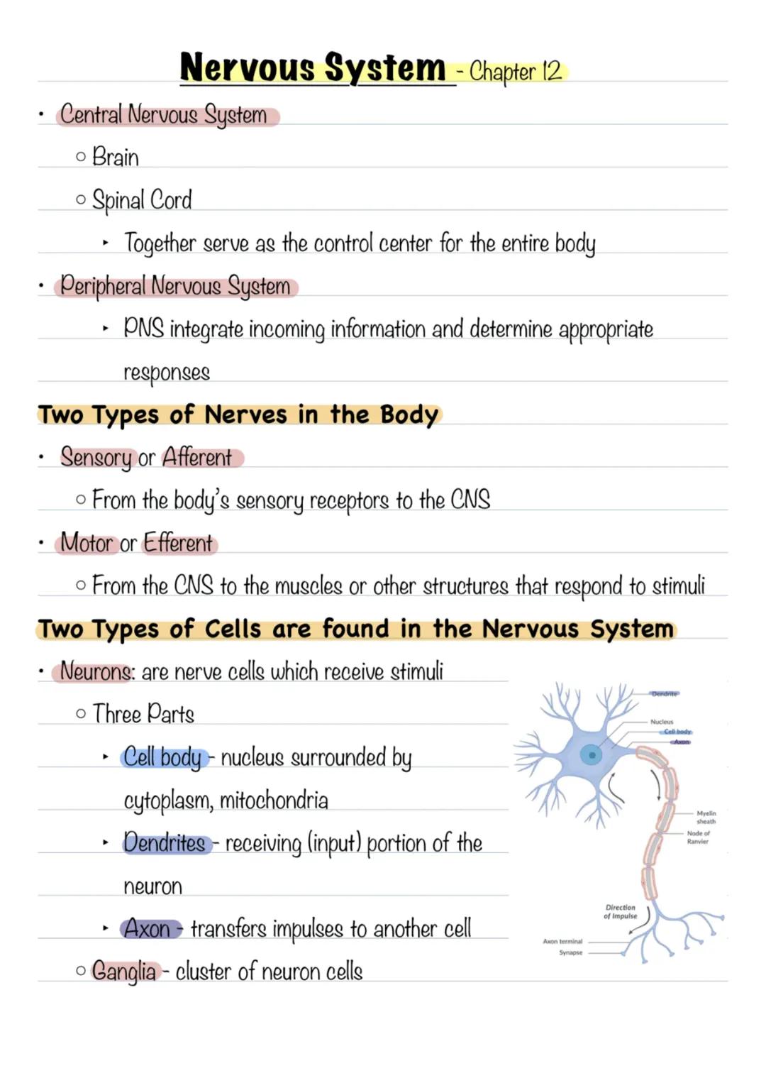 Nervous System - Chapter 12
* Central Nervous System
* Brain
* Spinal Cord
* Together serve as the control center for the entire bo