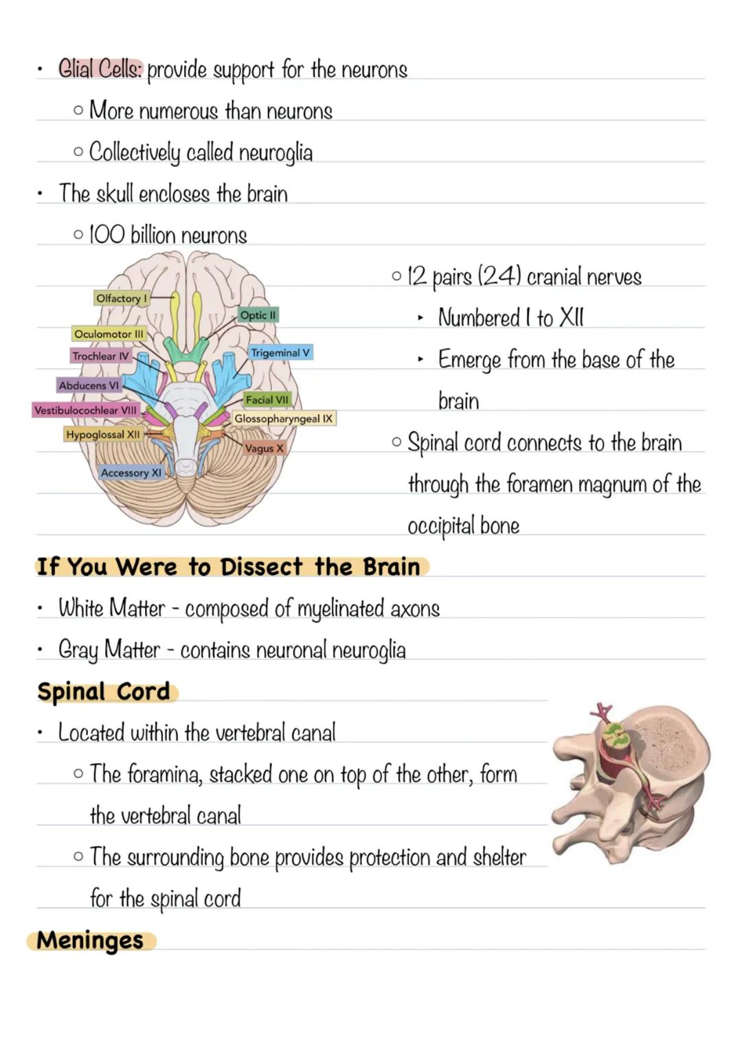 Nervous System - Chapter 12
* Central Nervous System
* Brain
* Spinal Cord
* Together serve as the control center for the entire bo