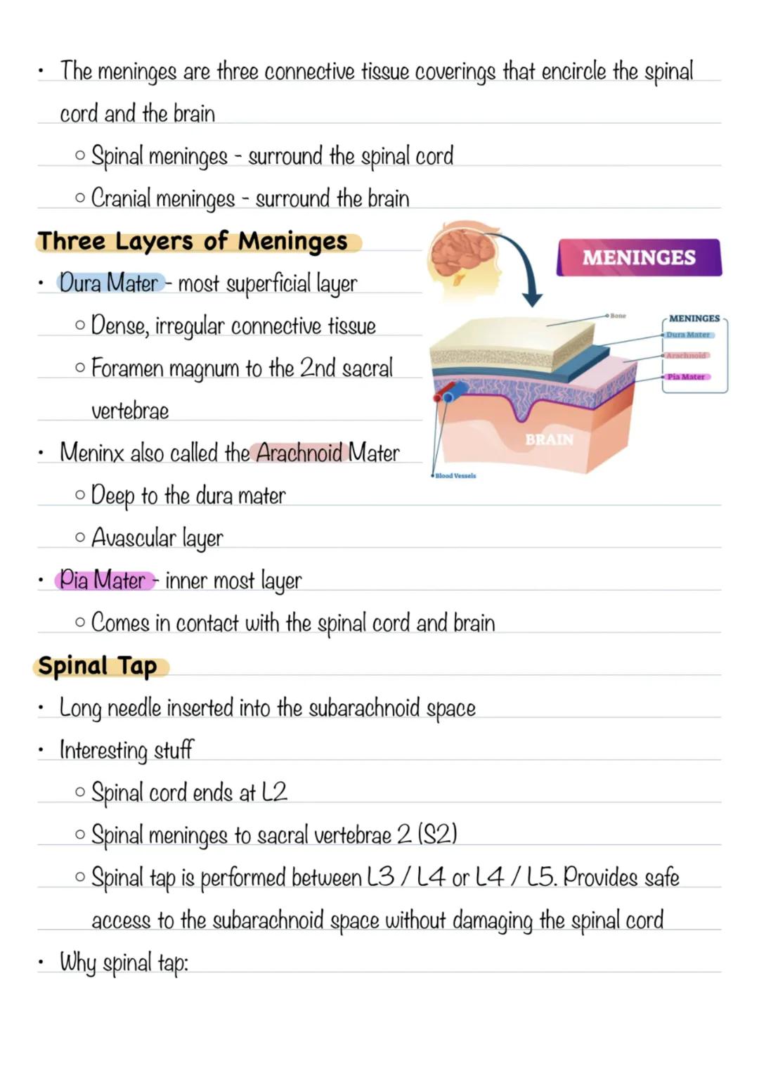 Nervous System - Chapter 12
* Central Nervous System
* Brain
* Spinal Cord
* Together serve as the control center for the entire bo