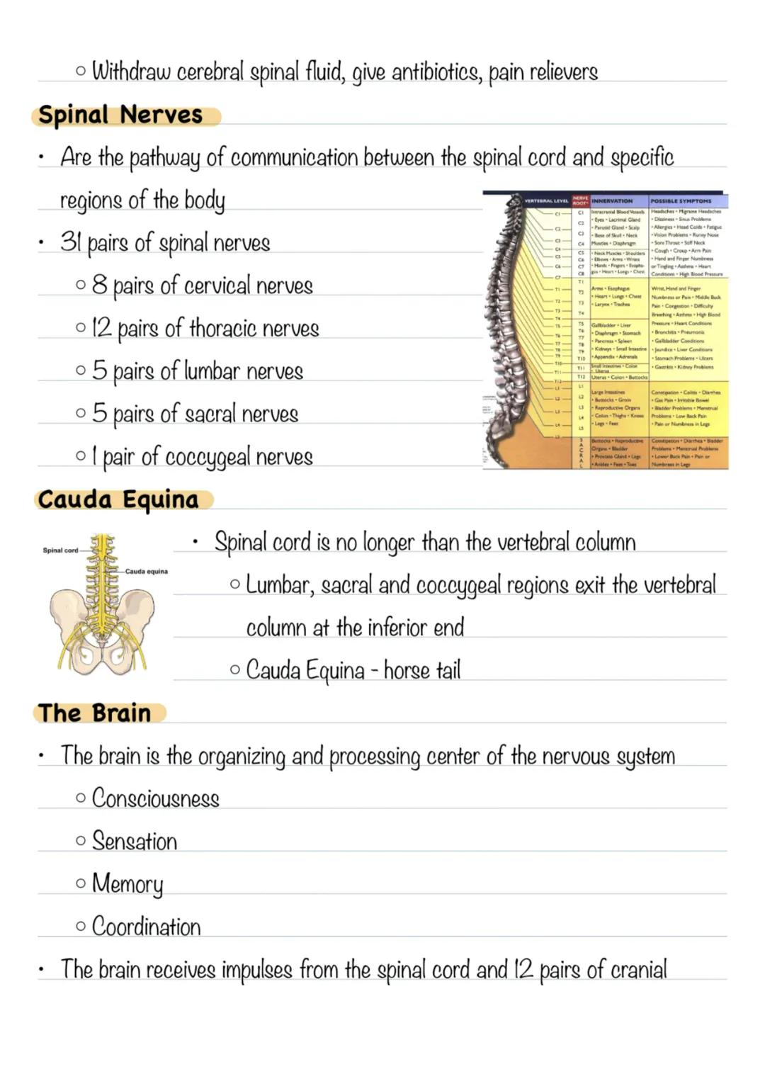 Nervous System - Chapter 12
* Central Nervous System
* Brain
* Spinal Cord
* Together serve as the control center for the entire bo