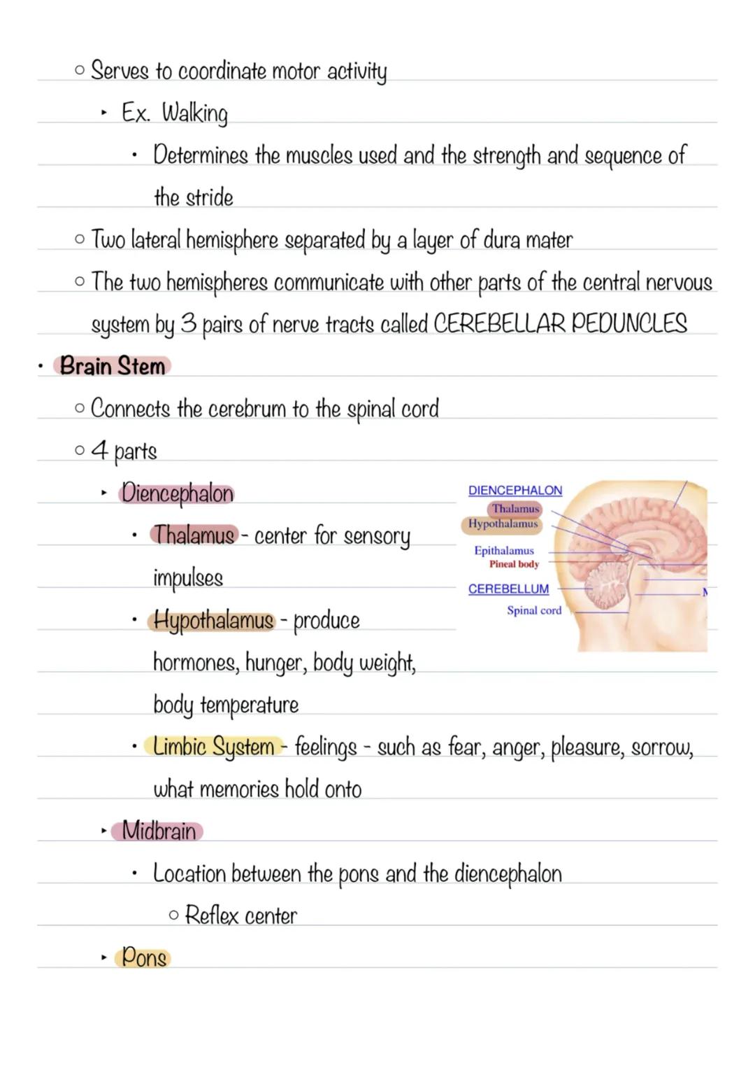 Nervous System - Chapter 12
* Central Nervous System
* Brain
* Spinal Cord
* Together serve as the control center for the entire bo