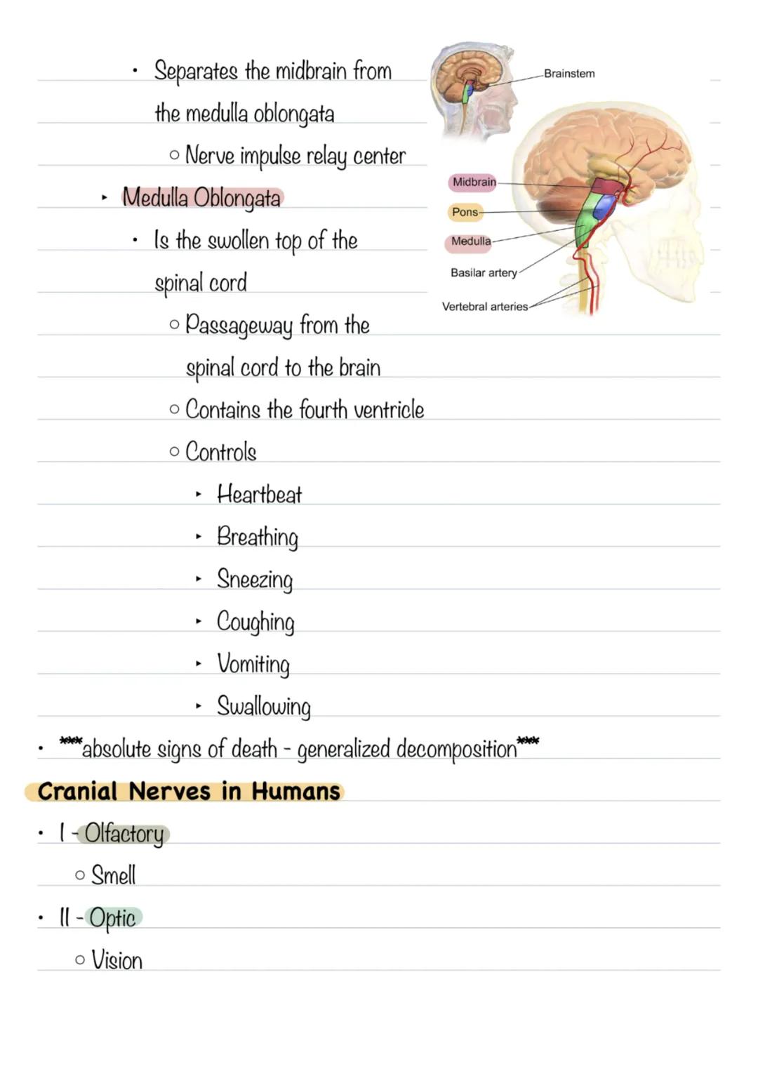 Nervous System - Chapter 12
* Central Nervous System
* Brain
* Spinal Cord
* Together serve as the control center for the entire bo