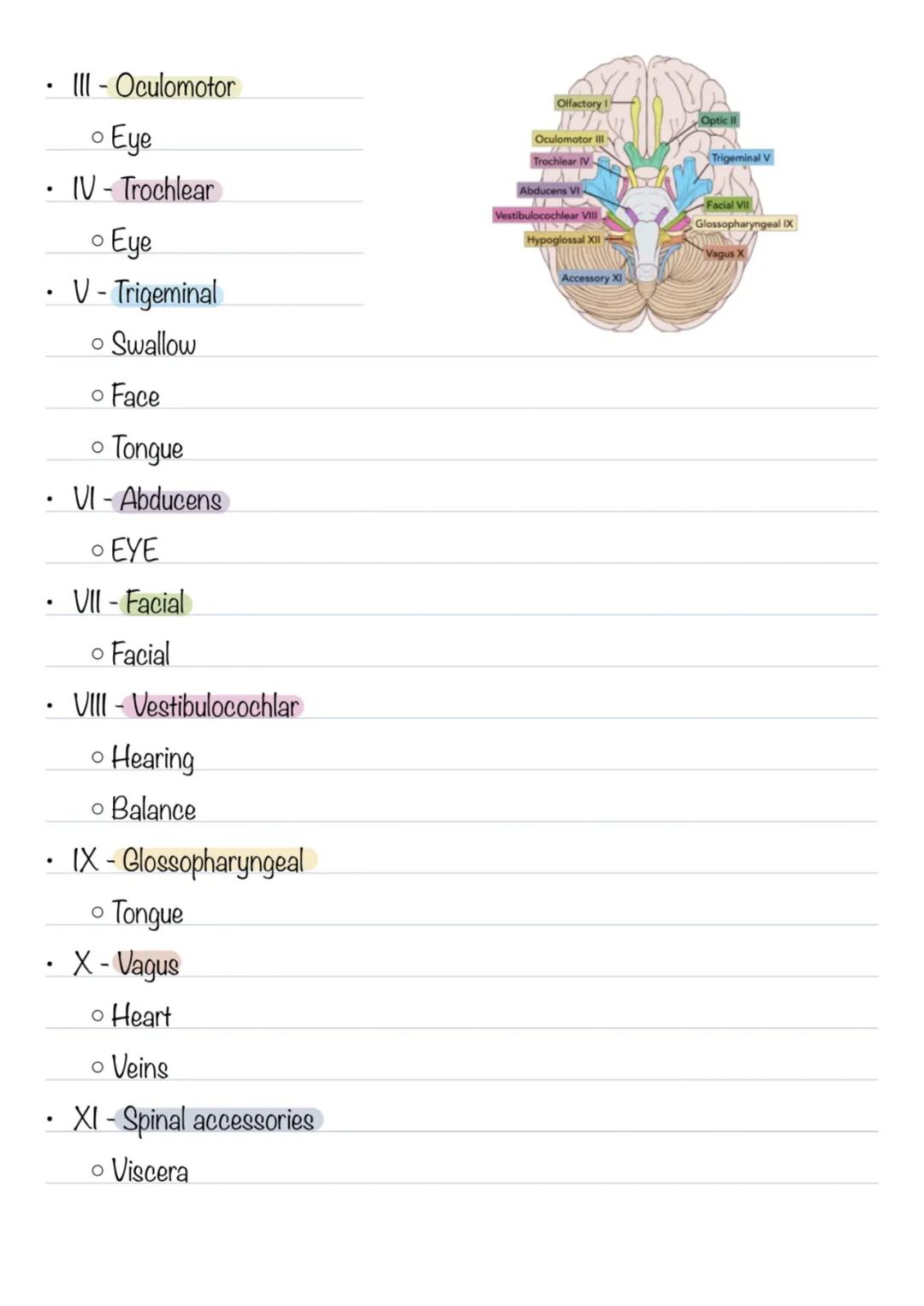 Nervous System - Chapter 12
* Central Nervous System
* Brain
* Spinal Cord
* Together serve as the control center for the entire bo
