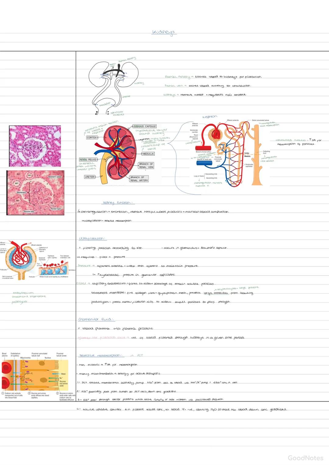--- OCR Start ---
Excrexed Roduces
Excrecion
loody
αεμος πετροranon sia unge.
dispuses inco RBC from plasma
Desa pan excess amica acuda
Aces