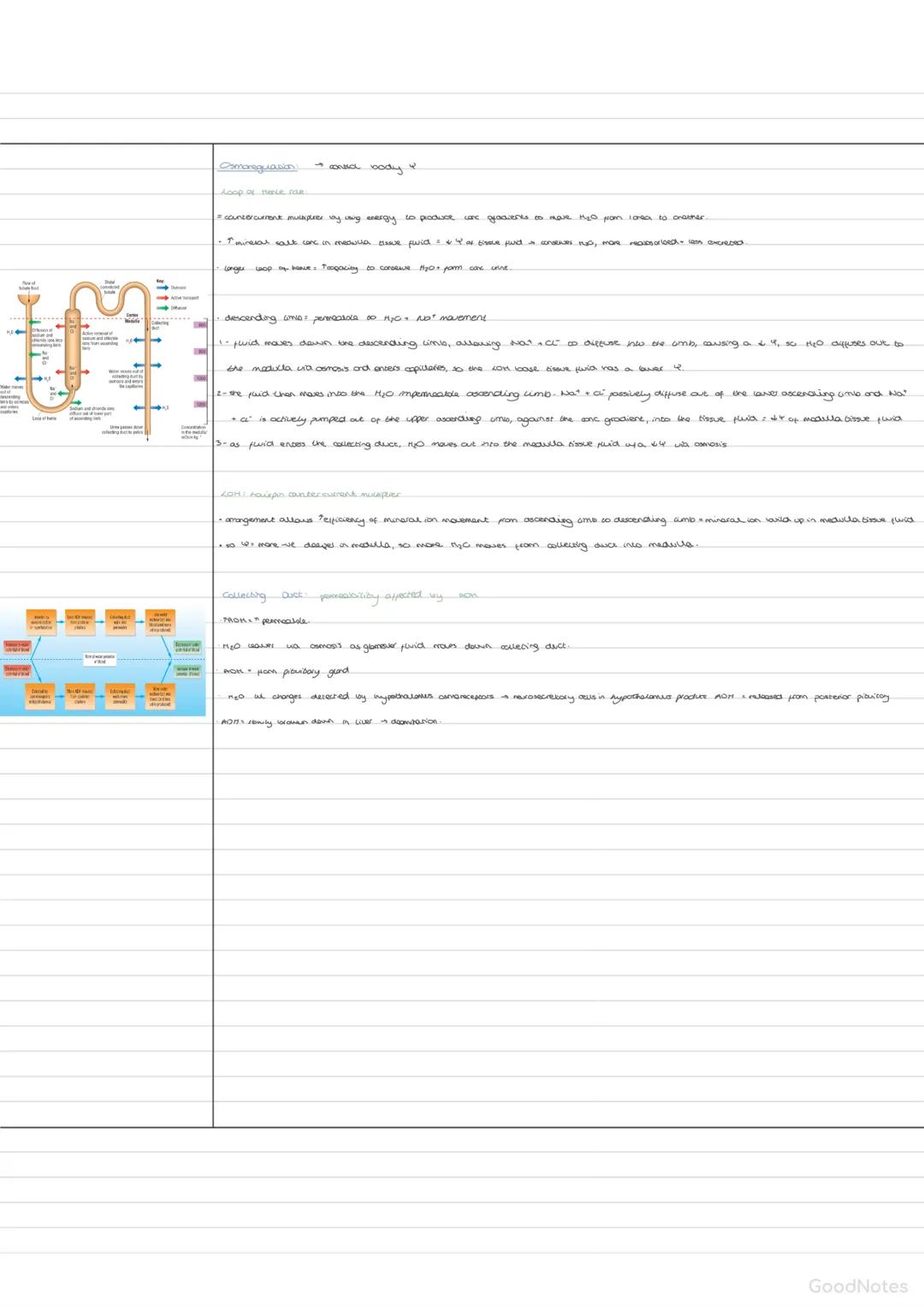 --- OCR Start ---
Excrexed Roduces
Excrecion
loody
αεμος πετροranon sia unge.
dispuses inco RBC from plasma
Desa pan excess amica acuda
Aces