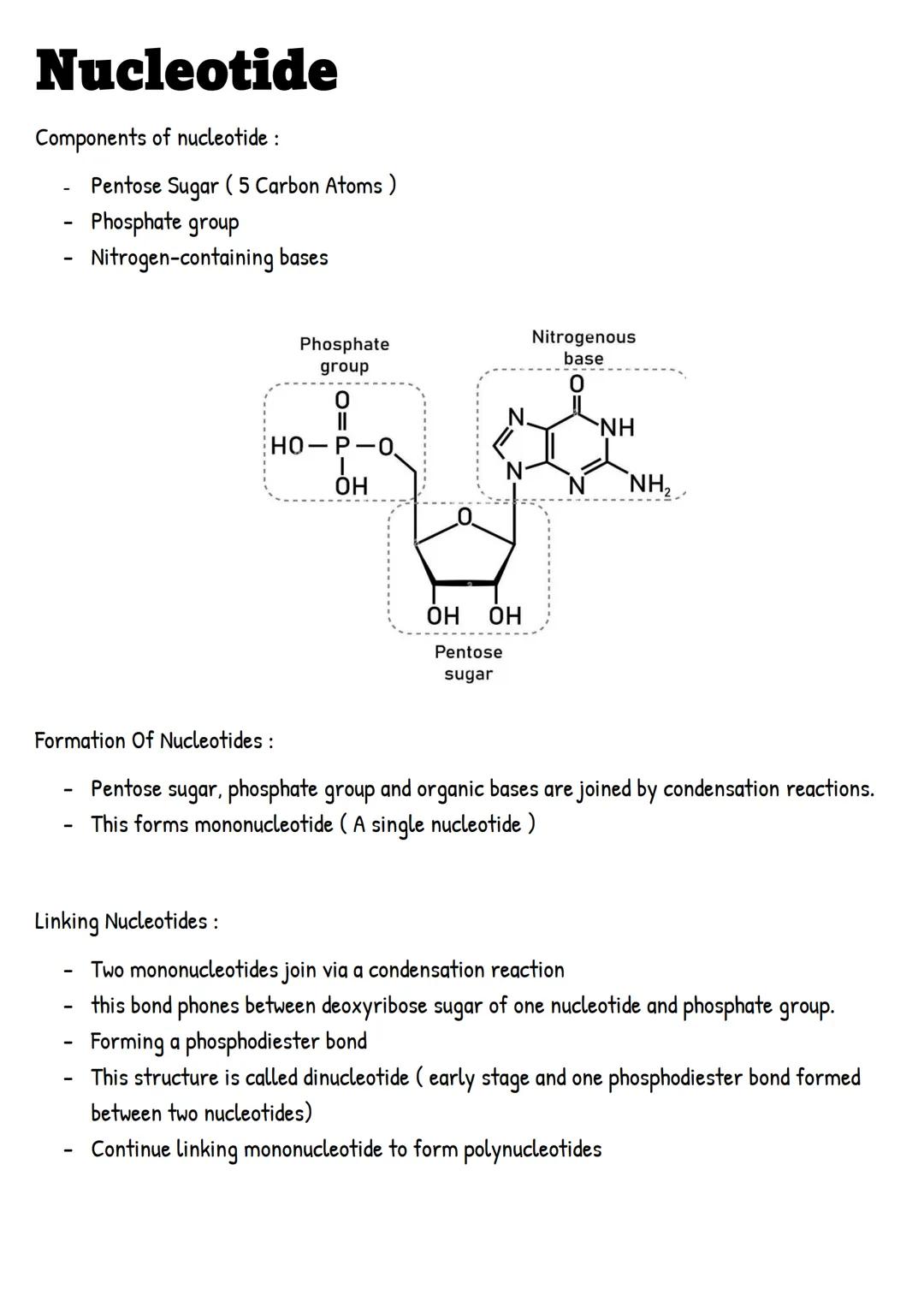 Nucleotide
Components of nucleotide :
- Pentose Sugar (5 Carbon Atoms )
- Phosphate group
- Nitrogen-containing bases
Phosphate
group
Nitrog