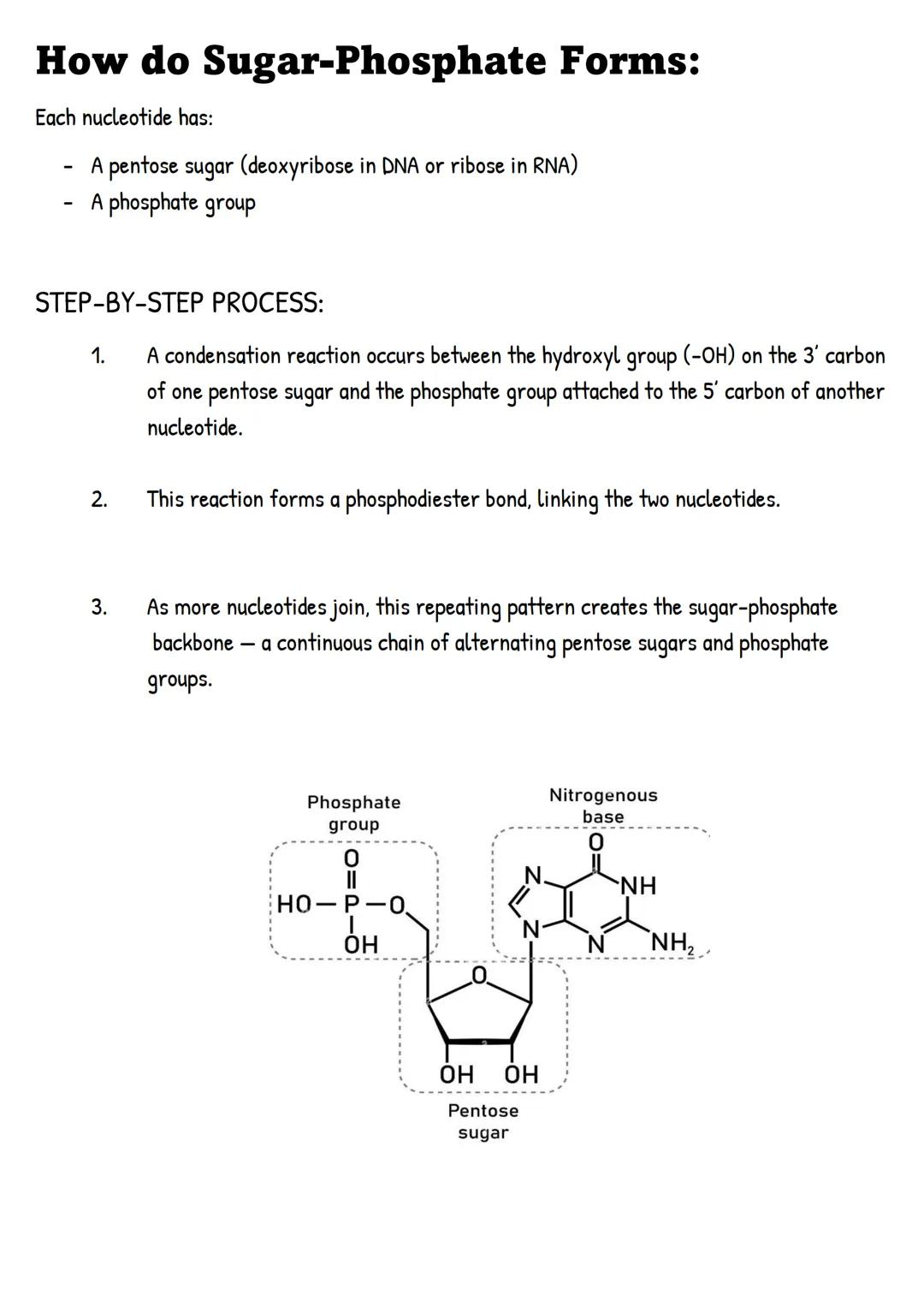 Nucleotide
Components of nucleotide :
- Pentose Sugar (5 Carbon Atoms )
- Phosphate group
- Nitrogen-containing bases
Phosphate
group
Nitrog