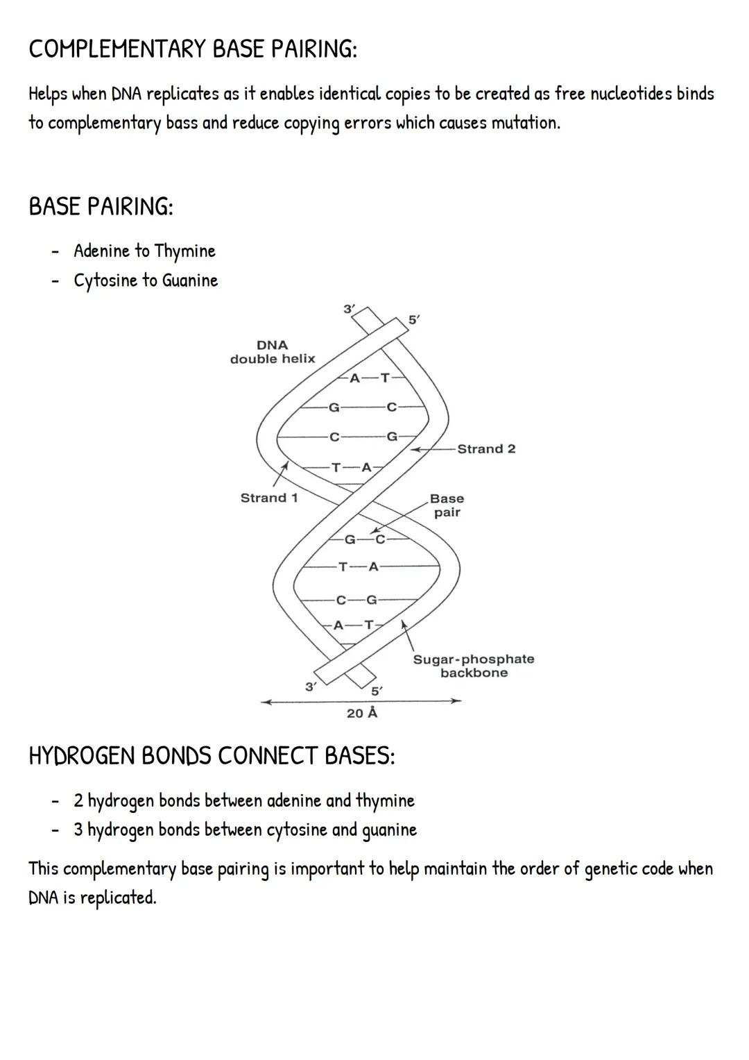 Nucleotide
Components of nucleotide :
- Pentose Sugar (5 Carbon Atoms )
- Phosphate group
- Nitrogen-containing bases
Phosphate
group
Nitrog