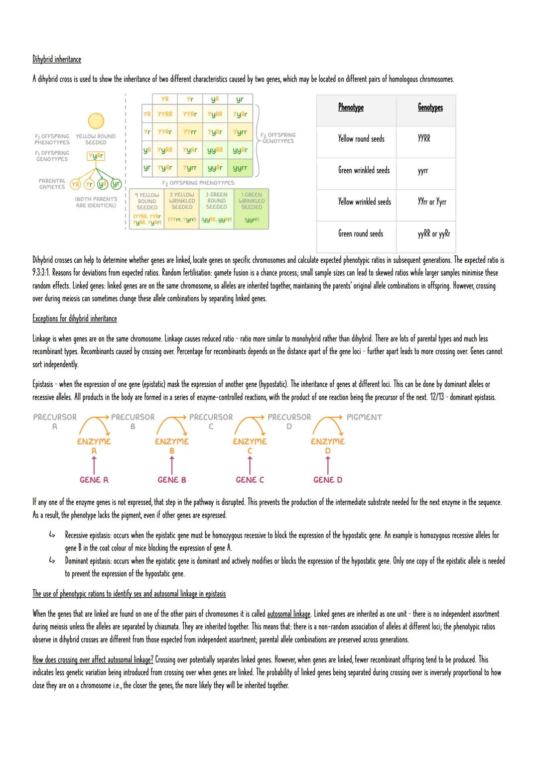 GENETICS AND EVOLUTION
cellular control
Module 6: Genetics, evolution and ecosystems
What is a gene mutation? A mutation is a change in the