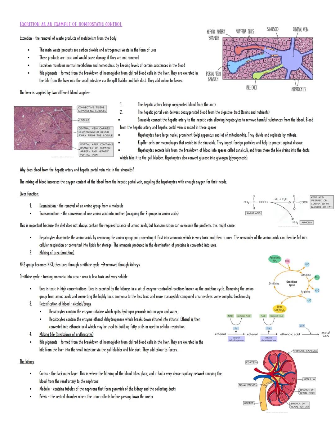 Module 5: Communication, Homeostasis and Energy
COMMUNICATION AND HOMEOSTASIS
The need for communication systems in multicellular organisms