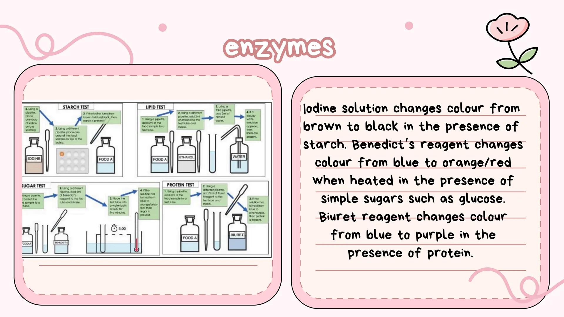 # Biology notes
studycute ☆
key info !!
Biology is the study of. Life. Topics of
revision include diet and nutrition, anatomy,
genetics, eu