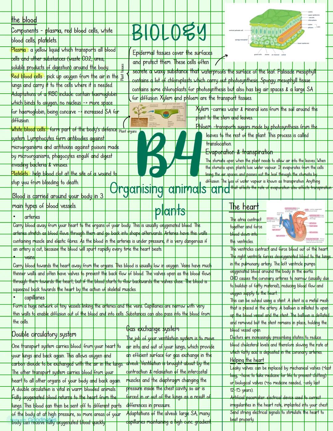 Light microscopes
RP: https://youtu.be/jBVxo5T-ZQM?si=rSVNRJU78_pD3pP
https://youtu.be/ef2Ts2AKHq8?si=qXUkT7wi1QYiro
use a ray of light to f