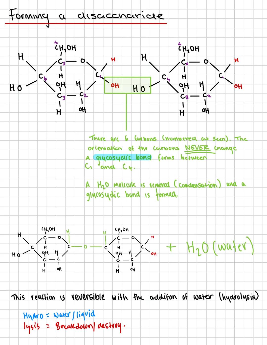Topic: Biological Molecules
Carbohydrates fact file
Carbohydrates are macle up of
monomers called monosaccharides.
Important Words
Monomers
