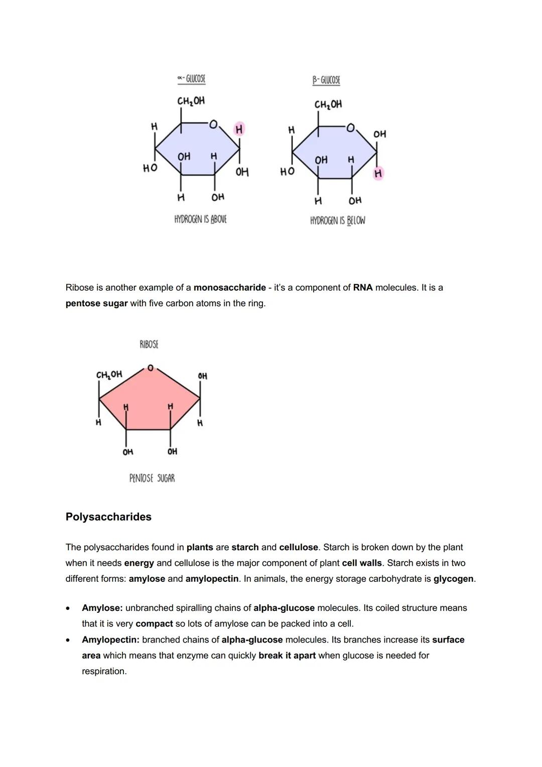 # Module 2: Foundations in Biology
# Biological Molecules
Water and transport
Water is a polar molecule - this means that the
electrons a