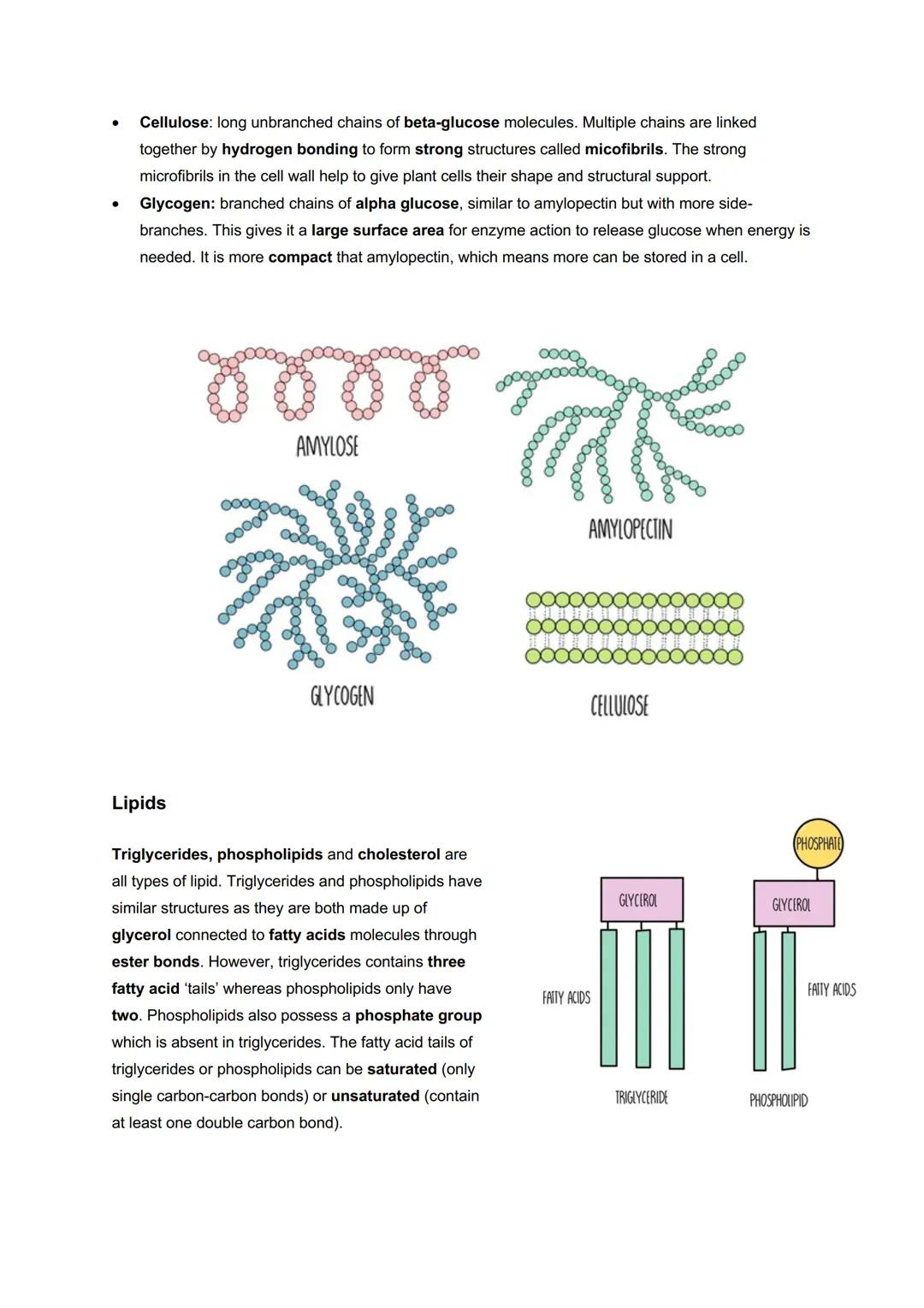 # Module 2: Foundations in Biology
# Biological Molecules
Water and transport
Water is a polar molecule - this means that the
electrons a
