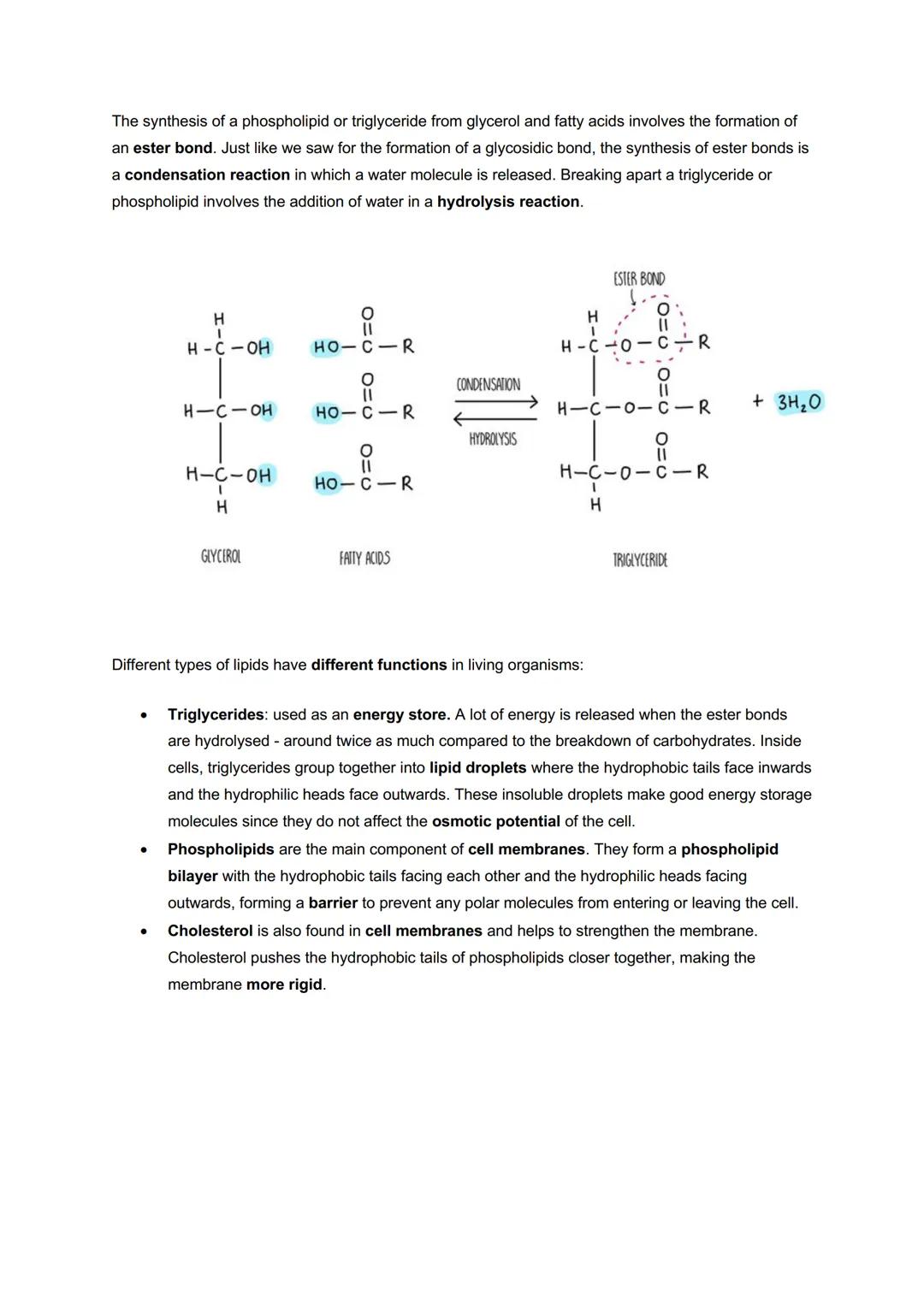 # Module 2: Foundations in Biology
# Biological Molecules
Water and transport
Water is a polar molecule - this means that the
electrons a