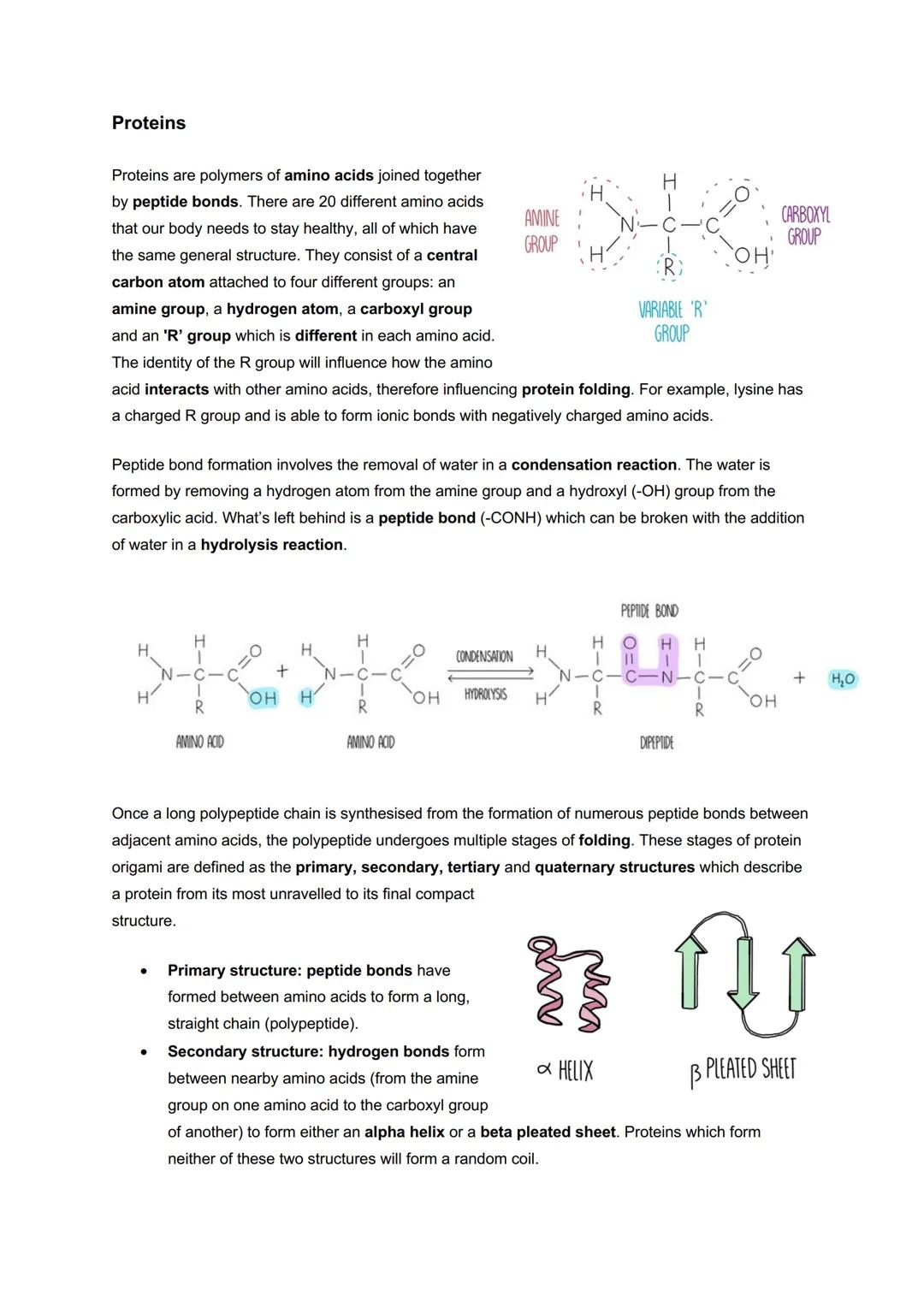 # Module 2: Foundations in Biology
# Biological Molecules
Water and transport
Water is a polar molecule - this means that the
electrons a