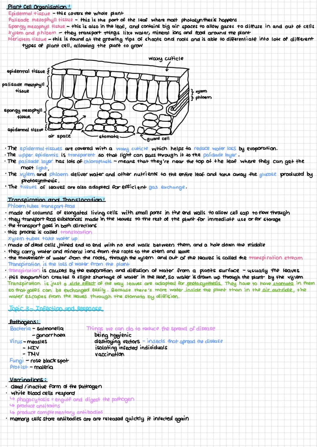 # PAPER I
Topic Cell Biology
Cell Biology:
- plants
- nucleus
- cytoplasm
- cell membrane
- mitochondria
- ribosomes
- cell wall
- va