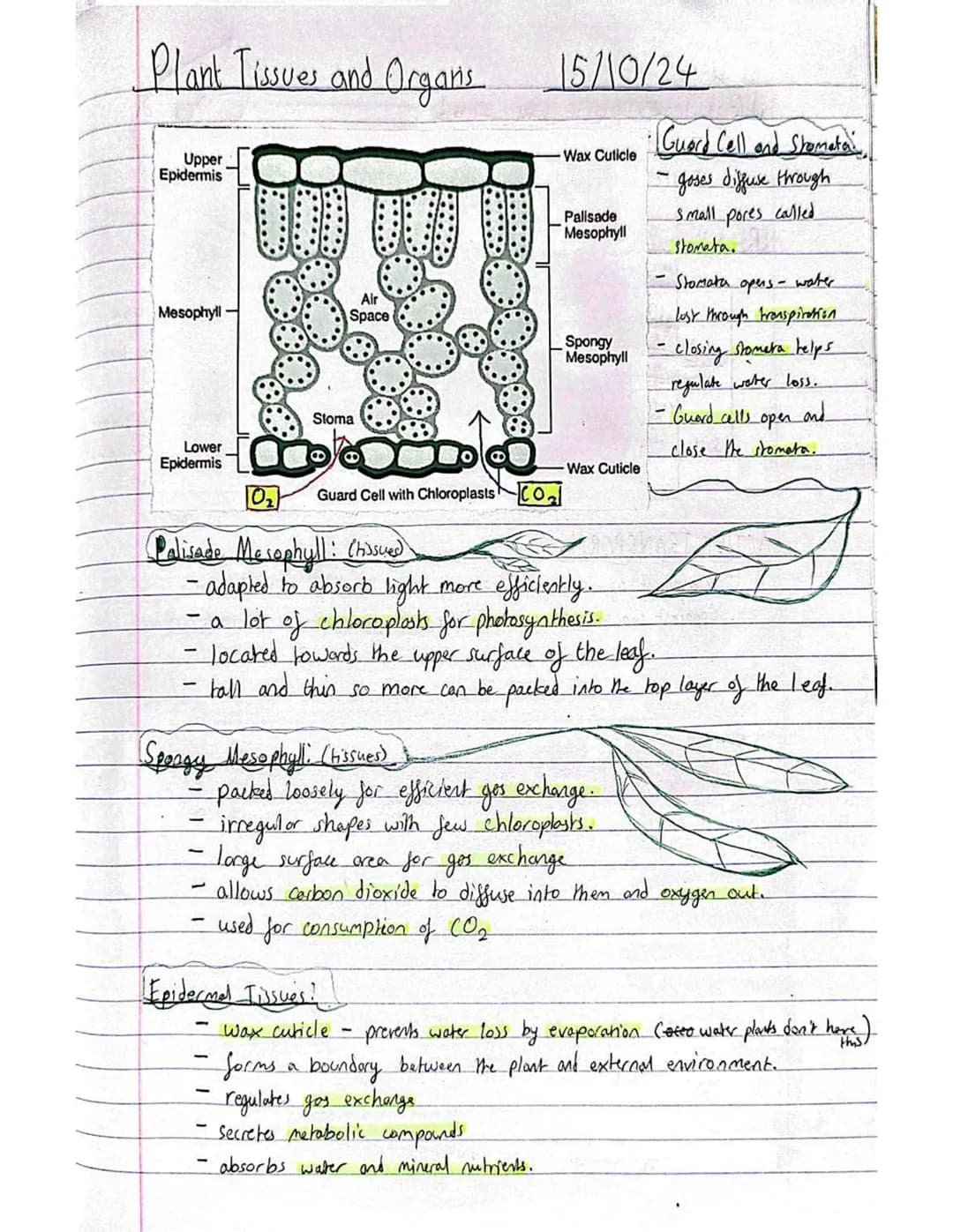 # Plant Tissues and Organs
15/10/24
## Guard Cell and Stomata:
- Wax Cuticle
- goses diffuse through
- small pores called
Stomata.
- Stomat