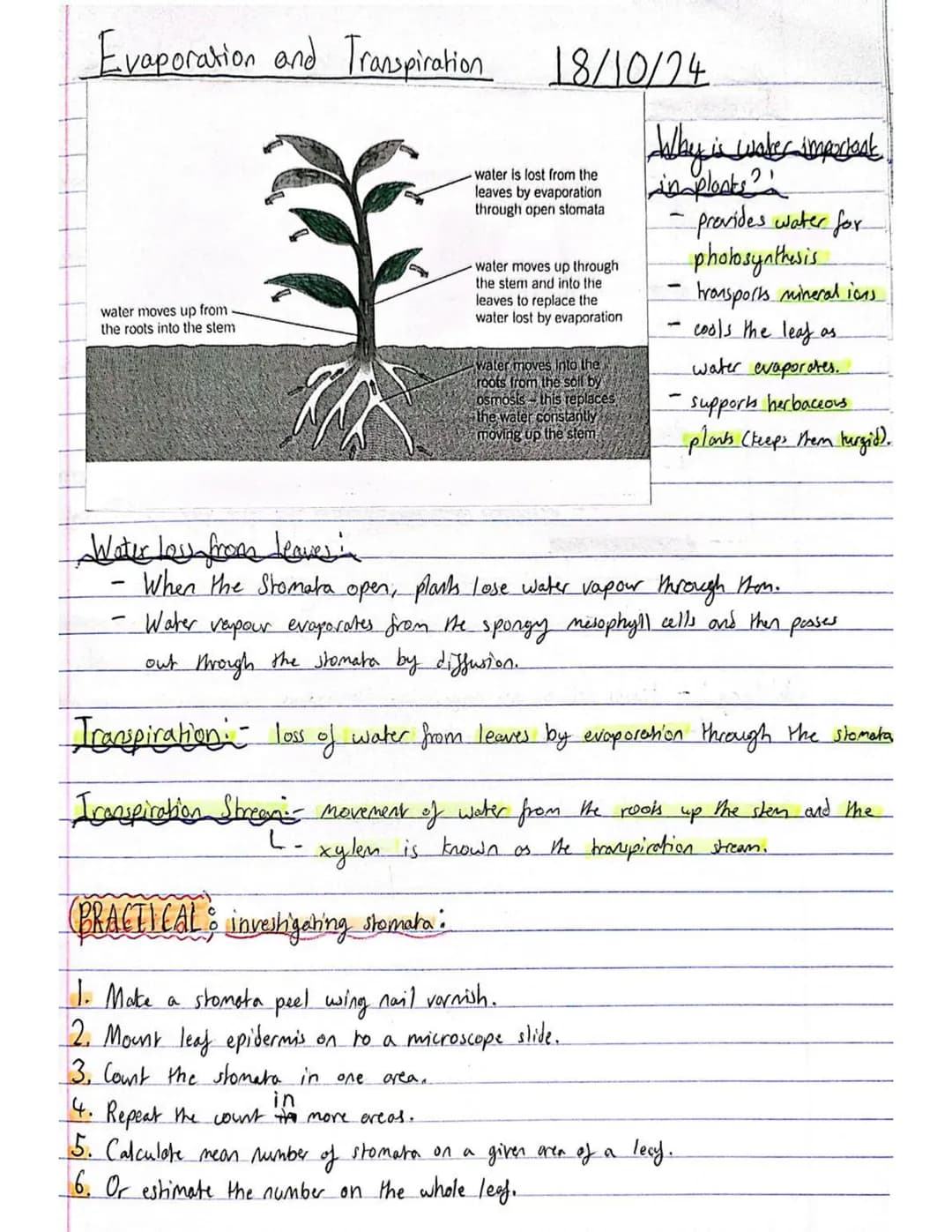 # Plant Tissues and Organs
15/10/24
## Guard Cell and Stomata:
- Wax Cuticle
- goses diffuse through
- small pores called
Stomata.
- Stomat