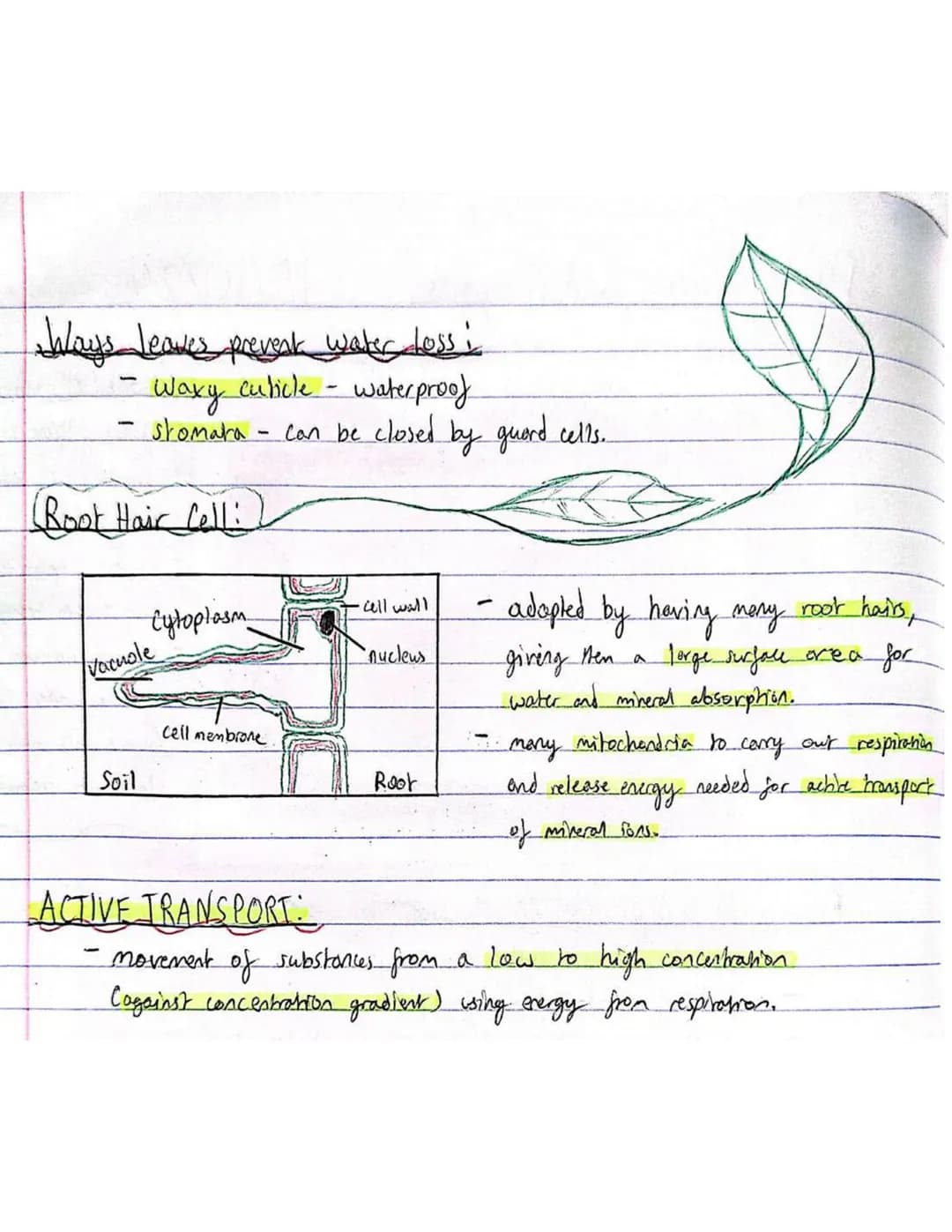 # Plant Tissues and Organs
15/10/24
## Guard Cell and Stomata:
- Wax Cuticle
- goses diffuse through
- small pores called
Stomata.
- Stomat