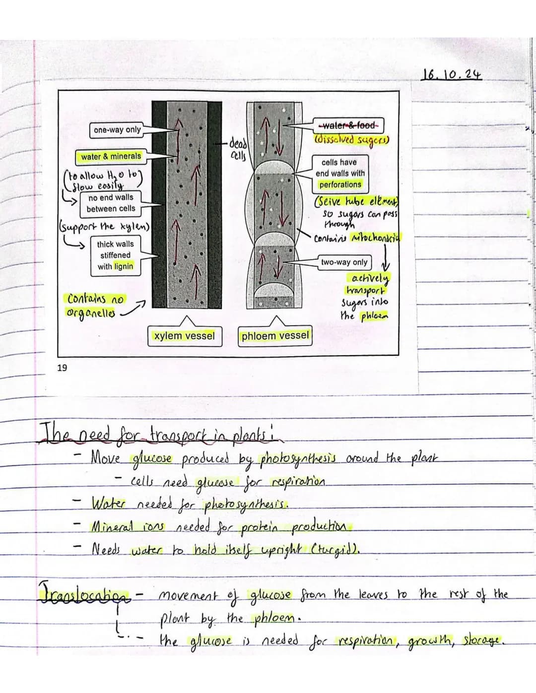 # Plant Tissues and Organs
15/10/24
## Guard Cell and Stomata:
- Wax Cuticle
- goses diffuse through
- small pores called
Stomata.
- Stomat