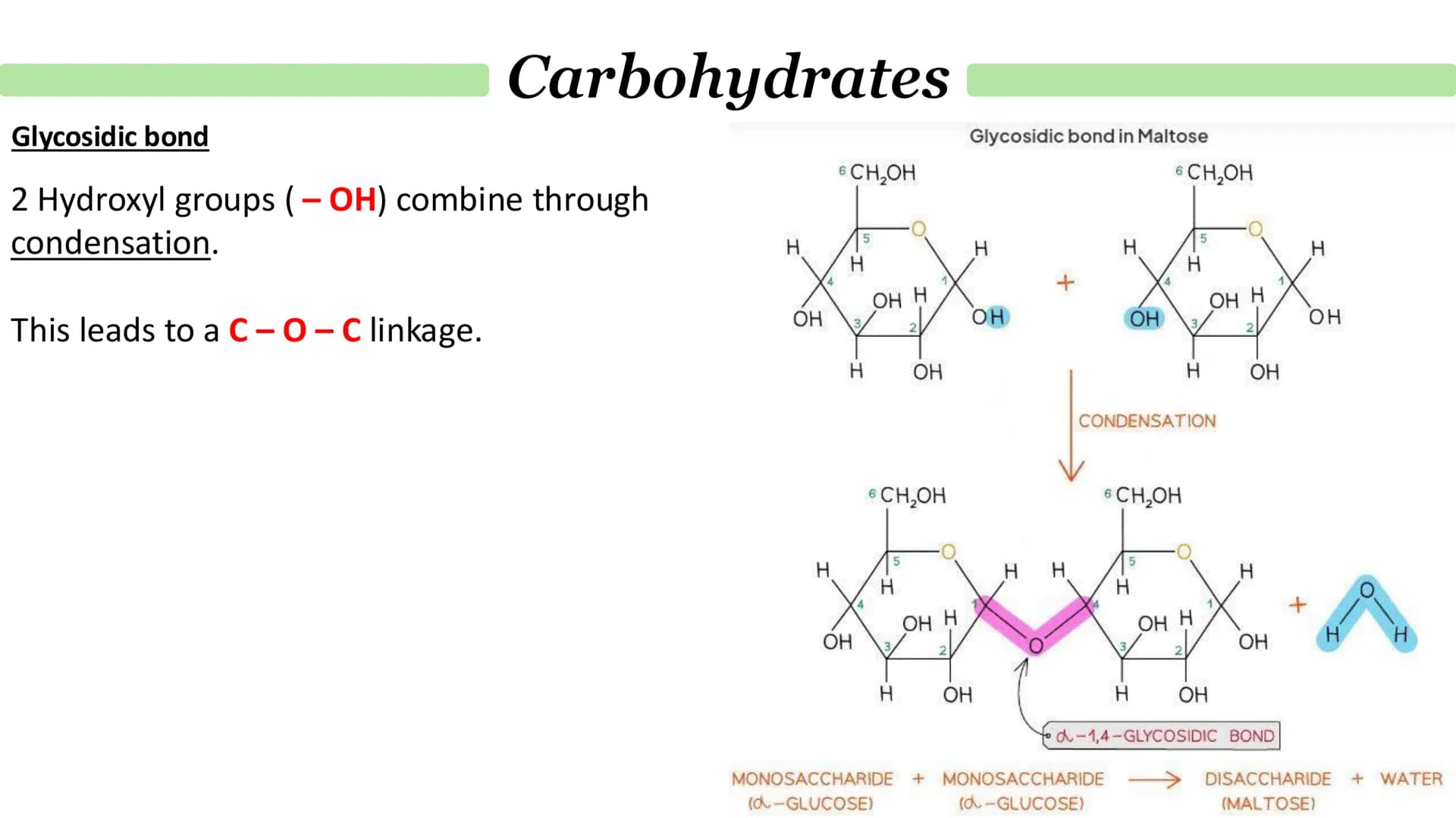 # Carbohydrates
## What are monosaccharides?
- Monomers from which larger carbohydrates are made.
For example:
- Glucose
- Fructose
- Galac