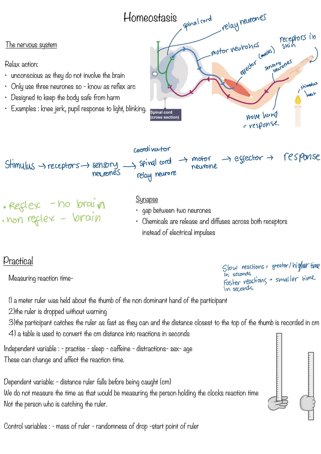COMPOSITION NOTEBOOK
120 Pages
College Ruled
7.5 x 9.75 in # Homeostasis
Homeostasis is the regulation of conditions to maintain an opti